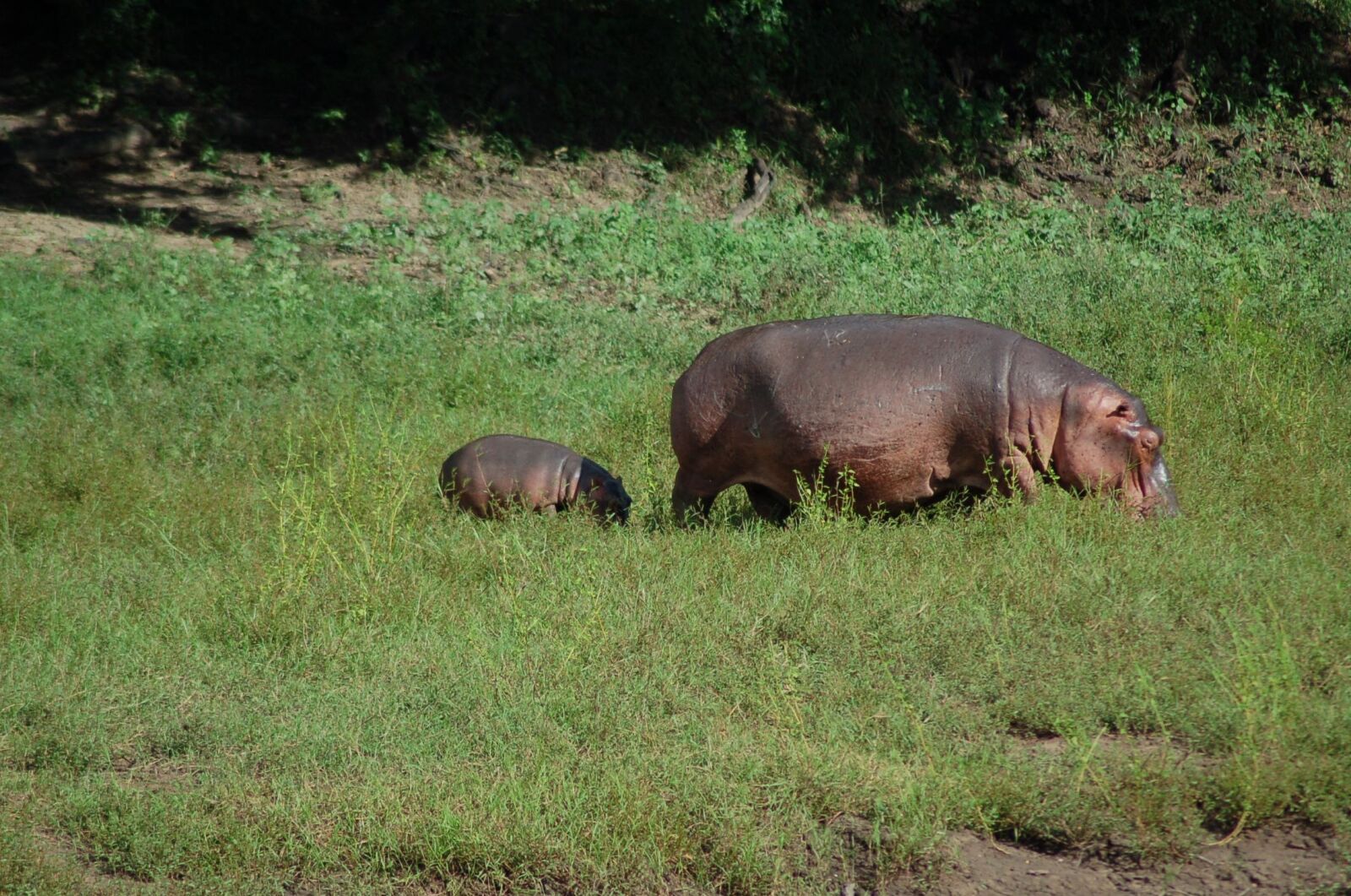 Nikon D50 sample photo. Nature, africa, wild photography