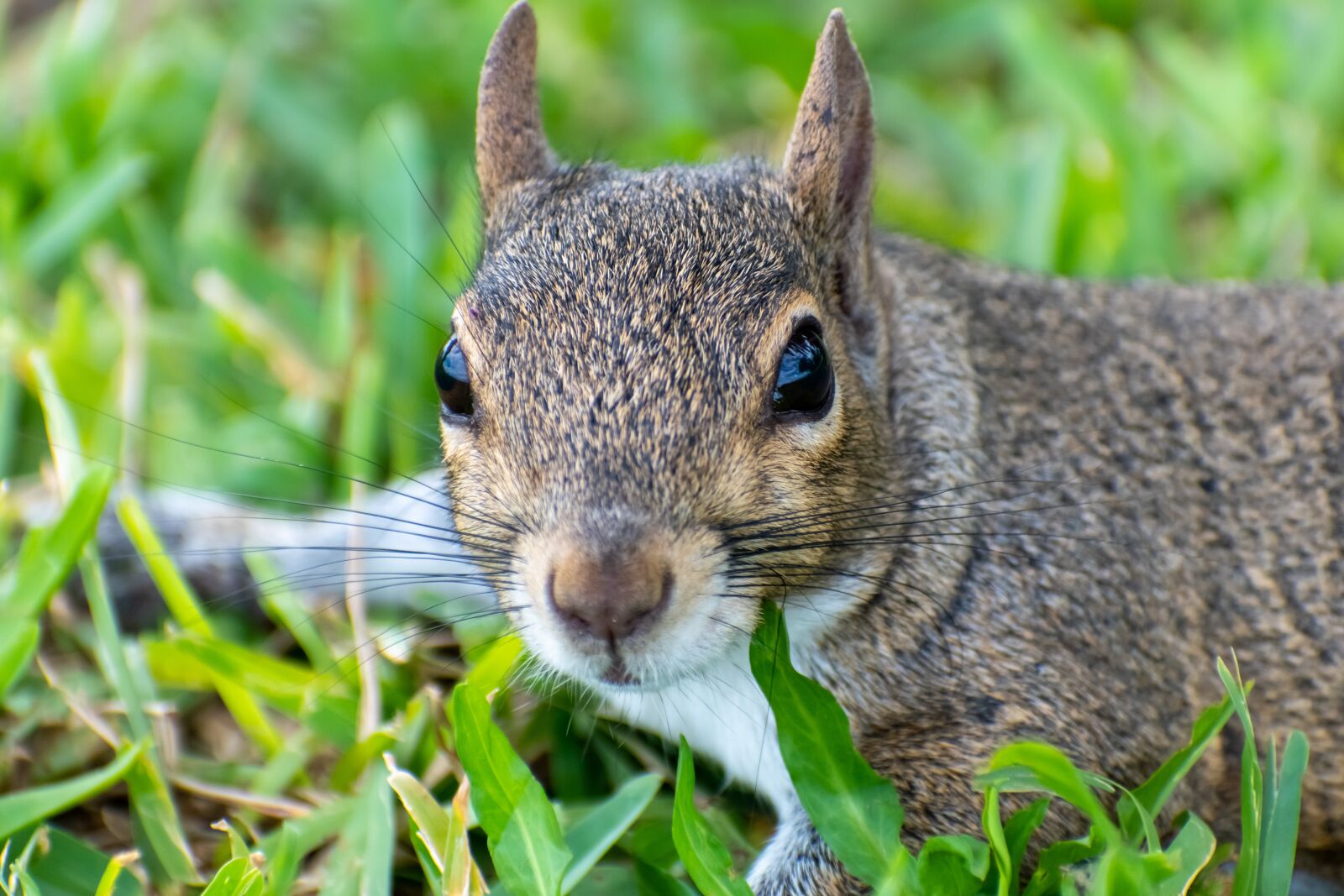 Nikon D3500 sample photo. Squirrel, grass, nature photography