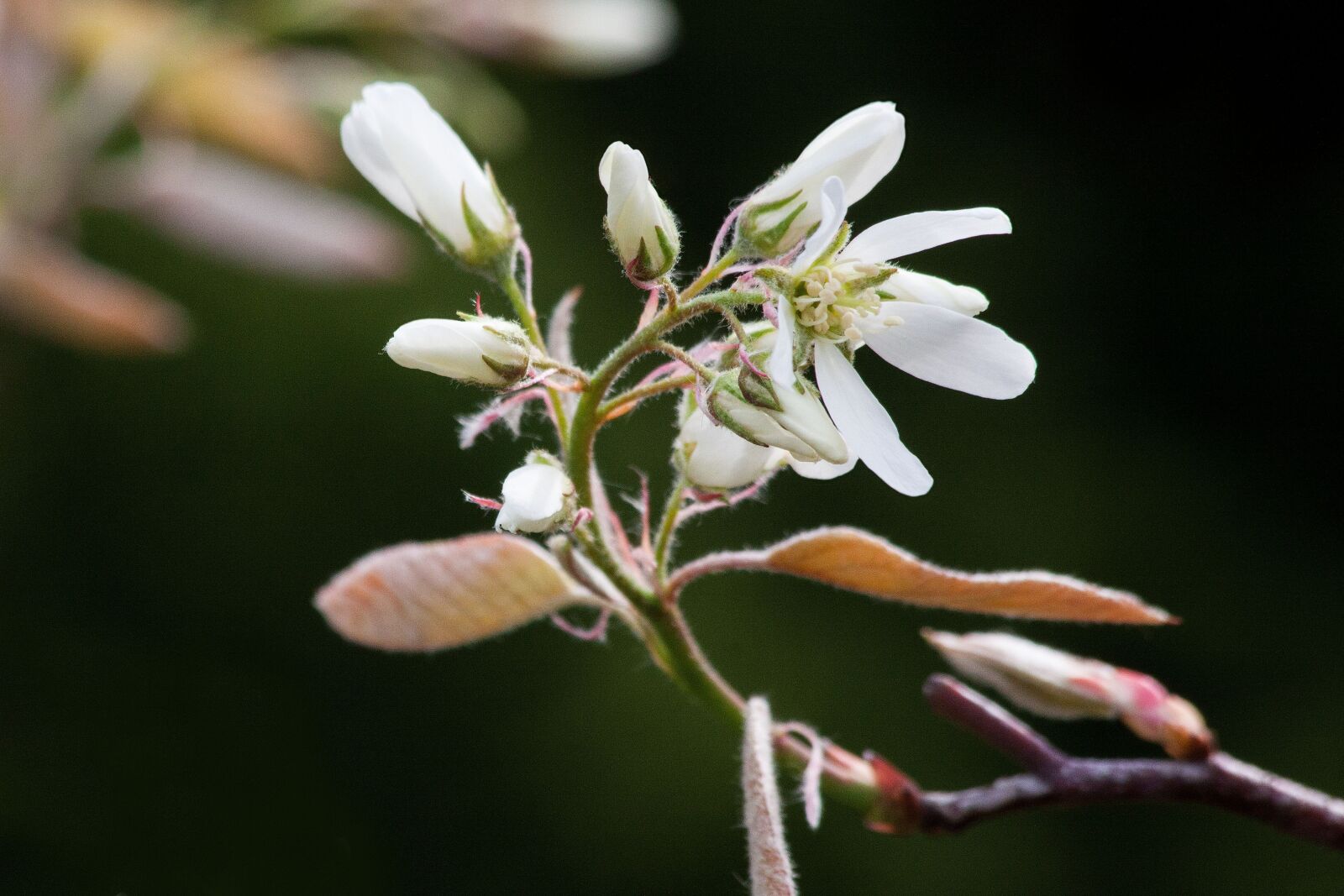 Canon EOS 50D sample photo. Amelanchier, kernobstgewaechs, large photography