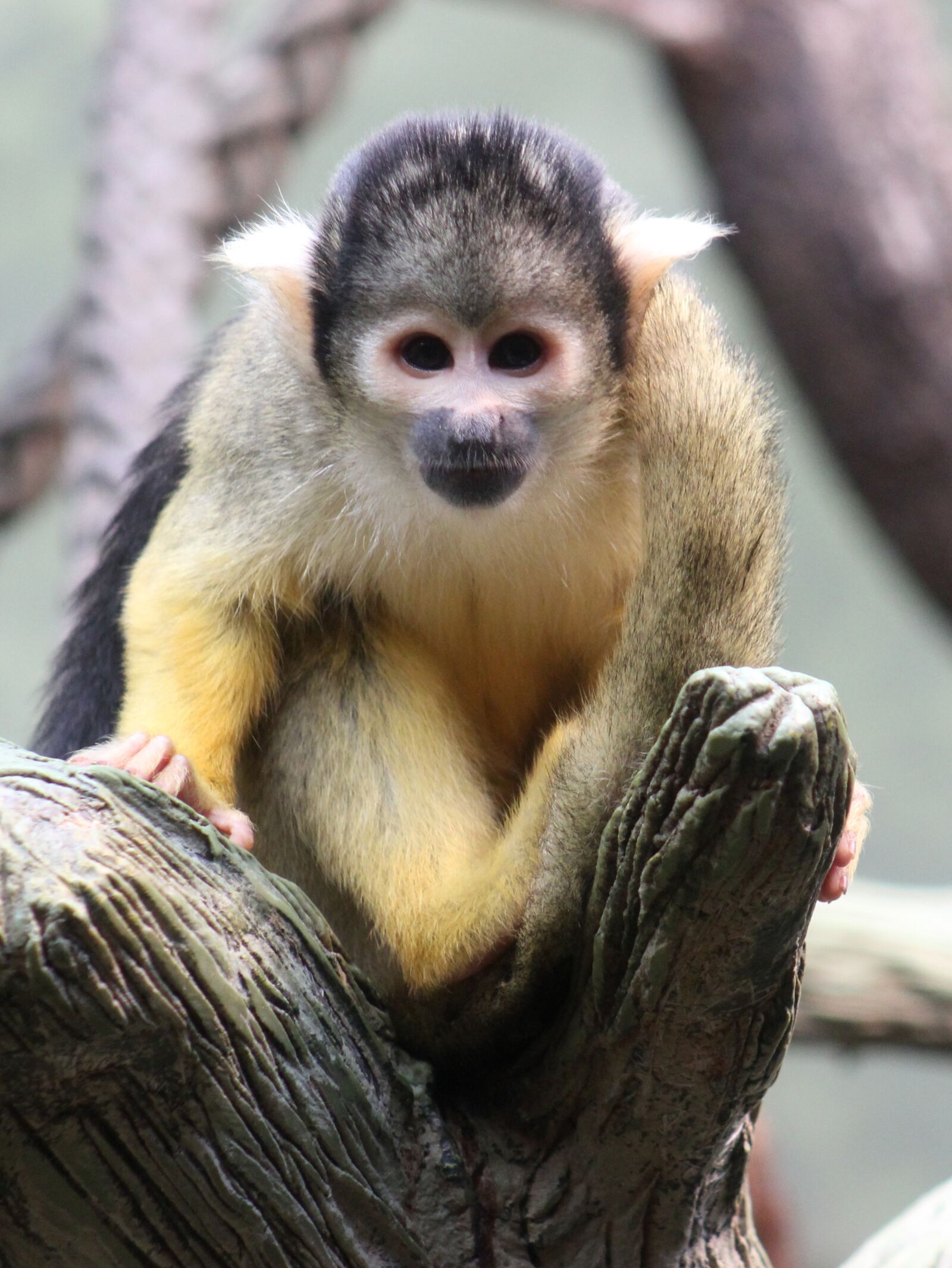 Canon EOS 550D (EOS Rebel T2i / EOS Kiss X4) sample photo. Monkey, squirrel monkey, animal photography