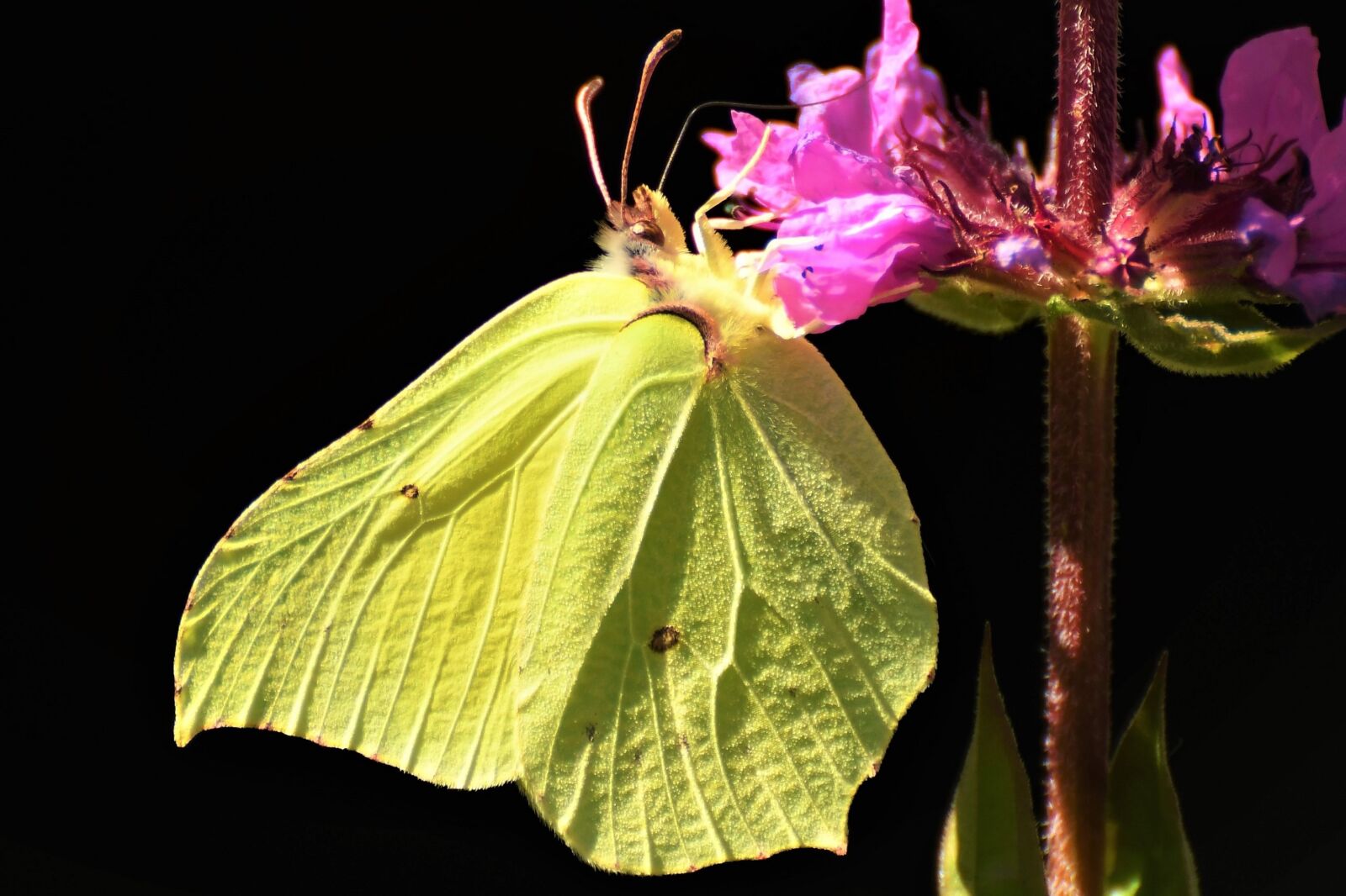 Nikon D500 sample photo. Gonepteryx rhamni, butterfly, nature photography