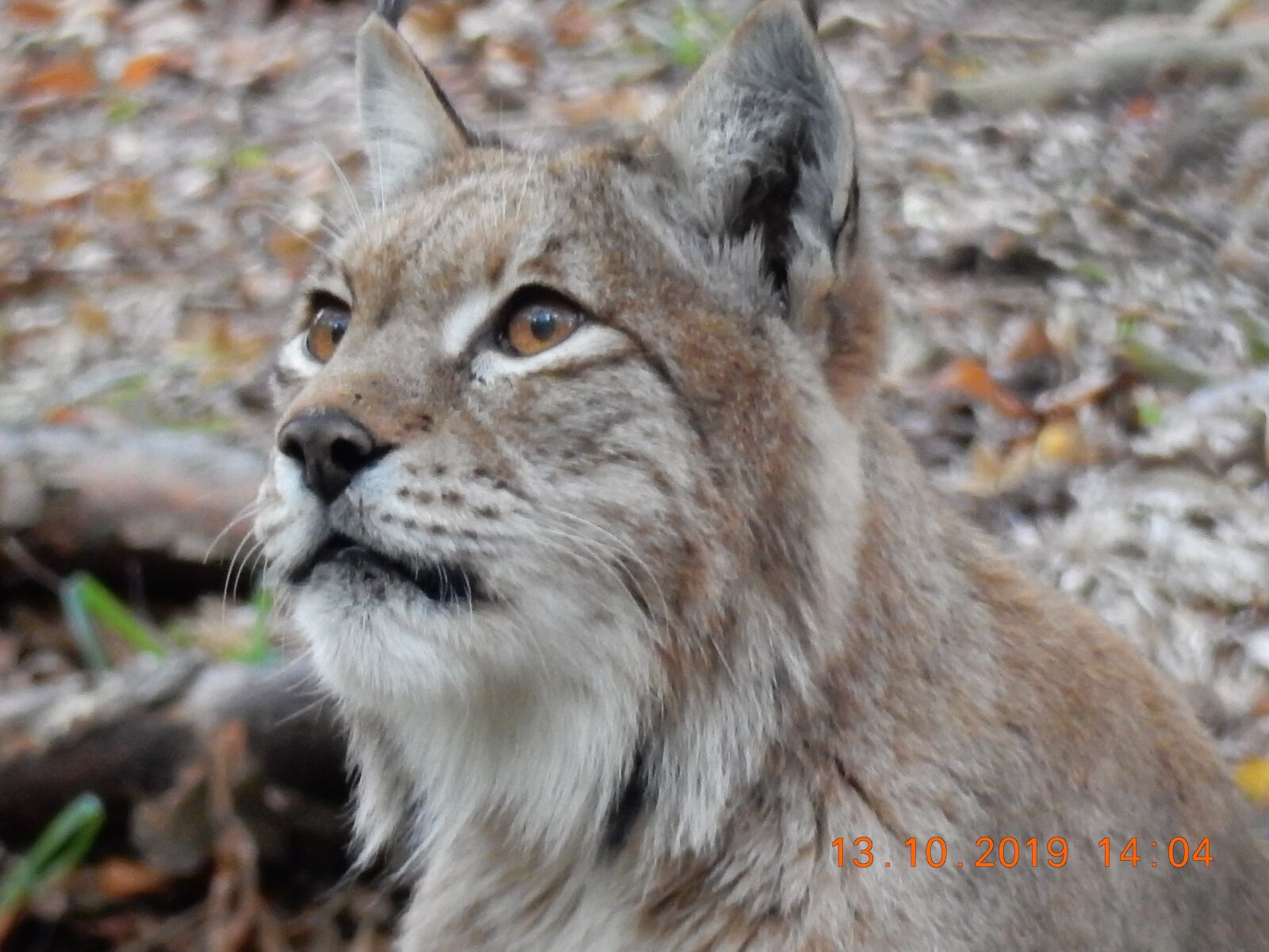 Nikon Coolpix S9900 sample photo. Lynx, predator, wildcat photography