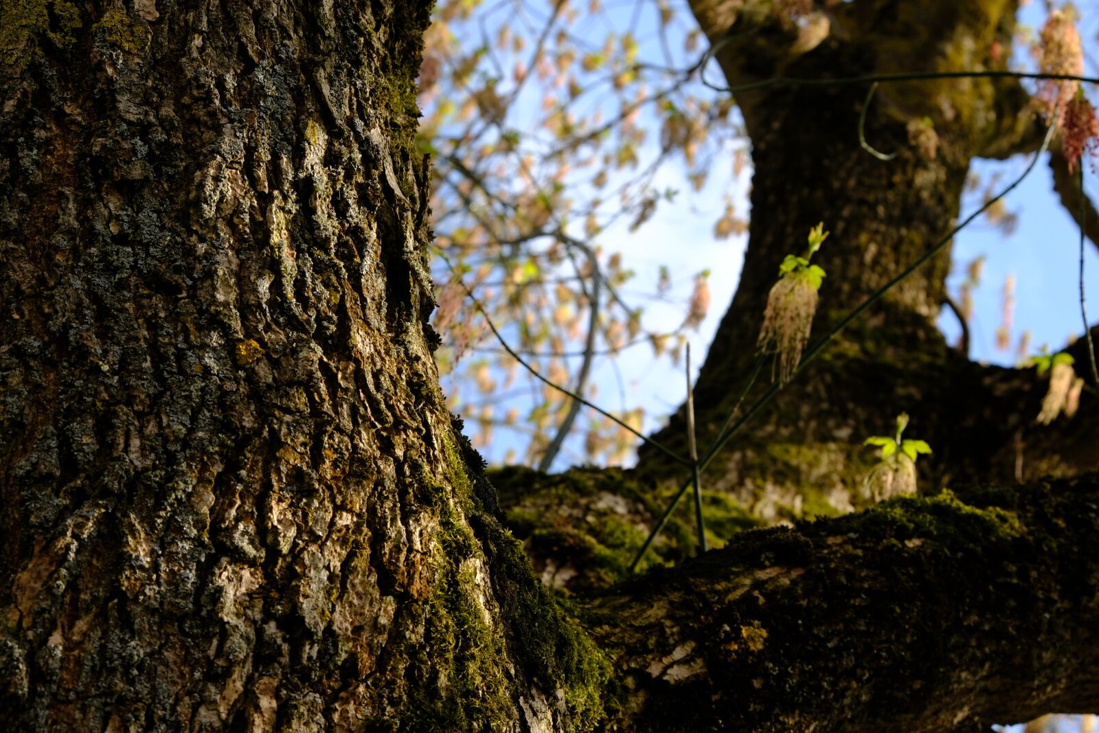 Fujifilm X-T2 + Fujifilm XF 55-200mm F3.5-4.8 R LM OIS sample photo. Tree, log, bark photography