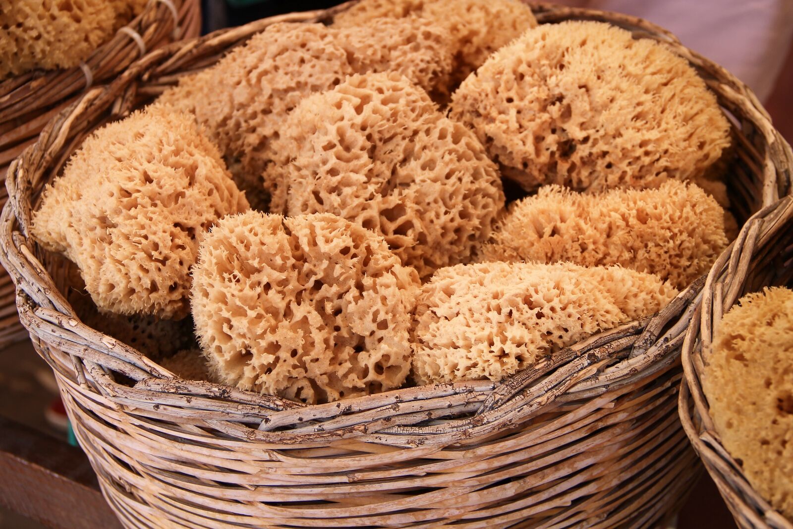 Canon EOS 1100D (EOS Rebel T3 / EOS Kiss X50) sample photo. Sponges, natural sponges, sea photography