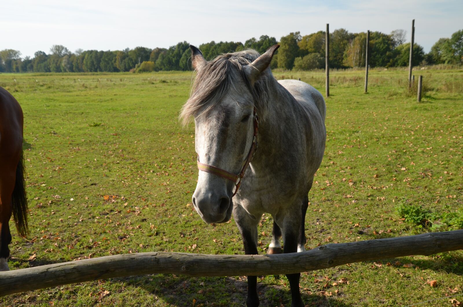 Nikon D5100 sample photo. Pferd, koppel, wiese photography