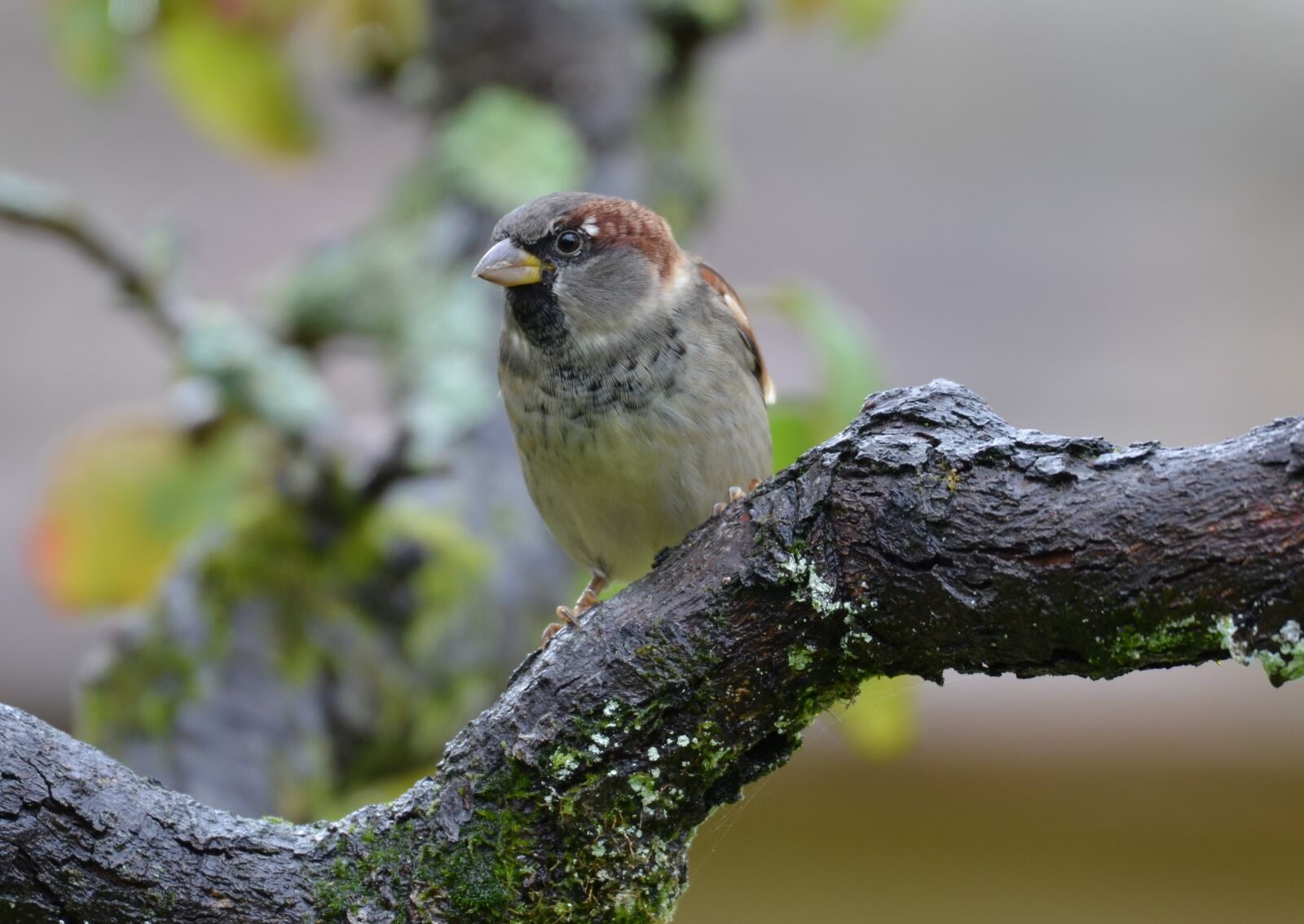 Nikon D5100 sample photo. Bird, sparrow, branch photography