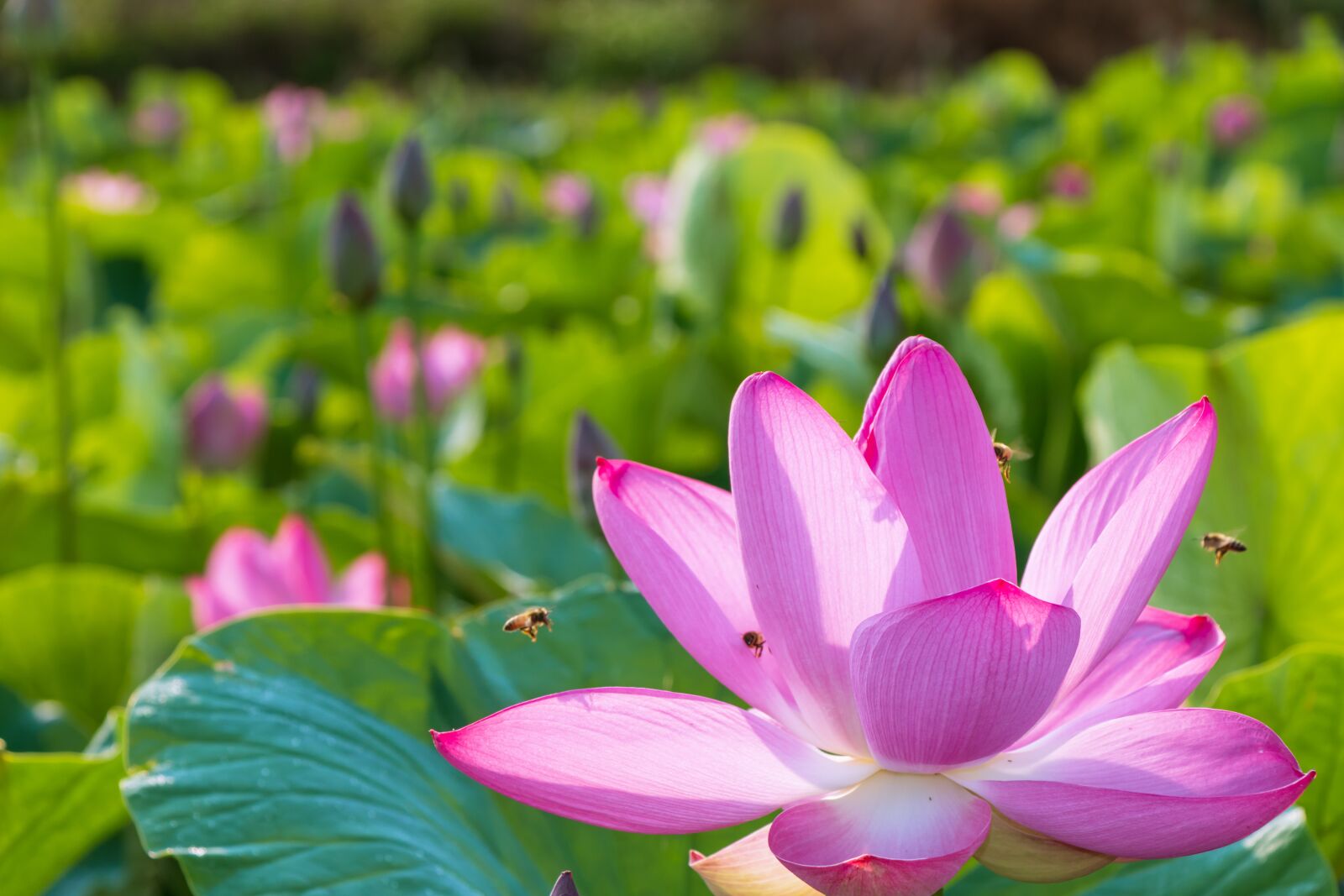 Canon EF-S 18-135mm F3.5-5.6 IS USM sample photo. Lotus, bee, flowers in photography