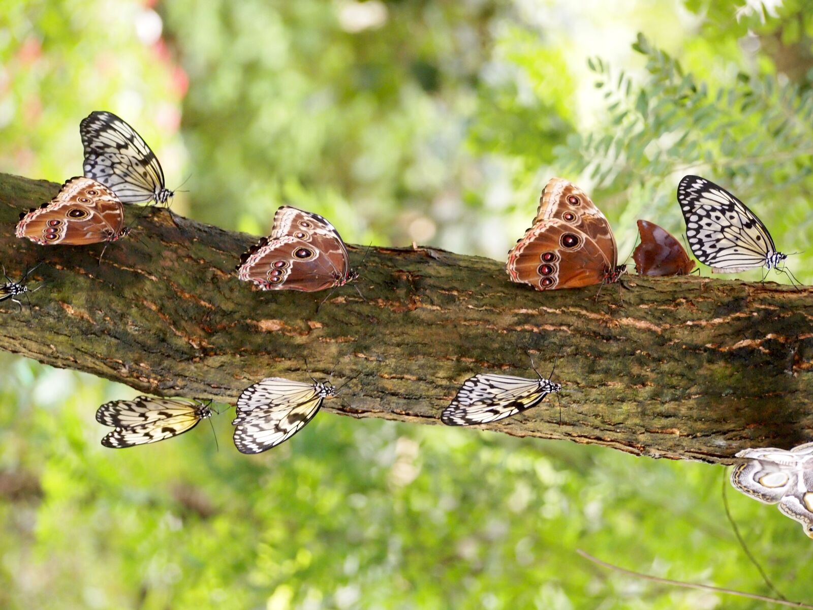 Olympus PEN E-PL2 sample photo. Butterfly, insect, nature photography