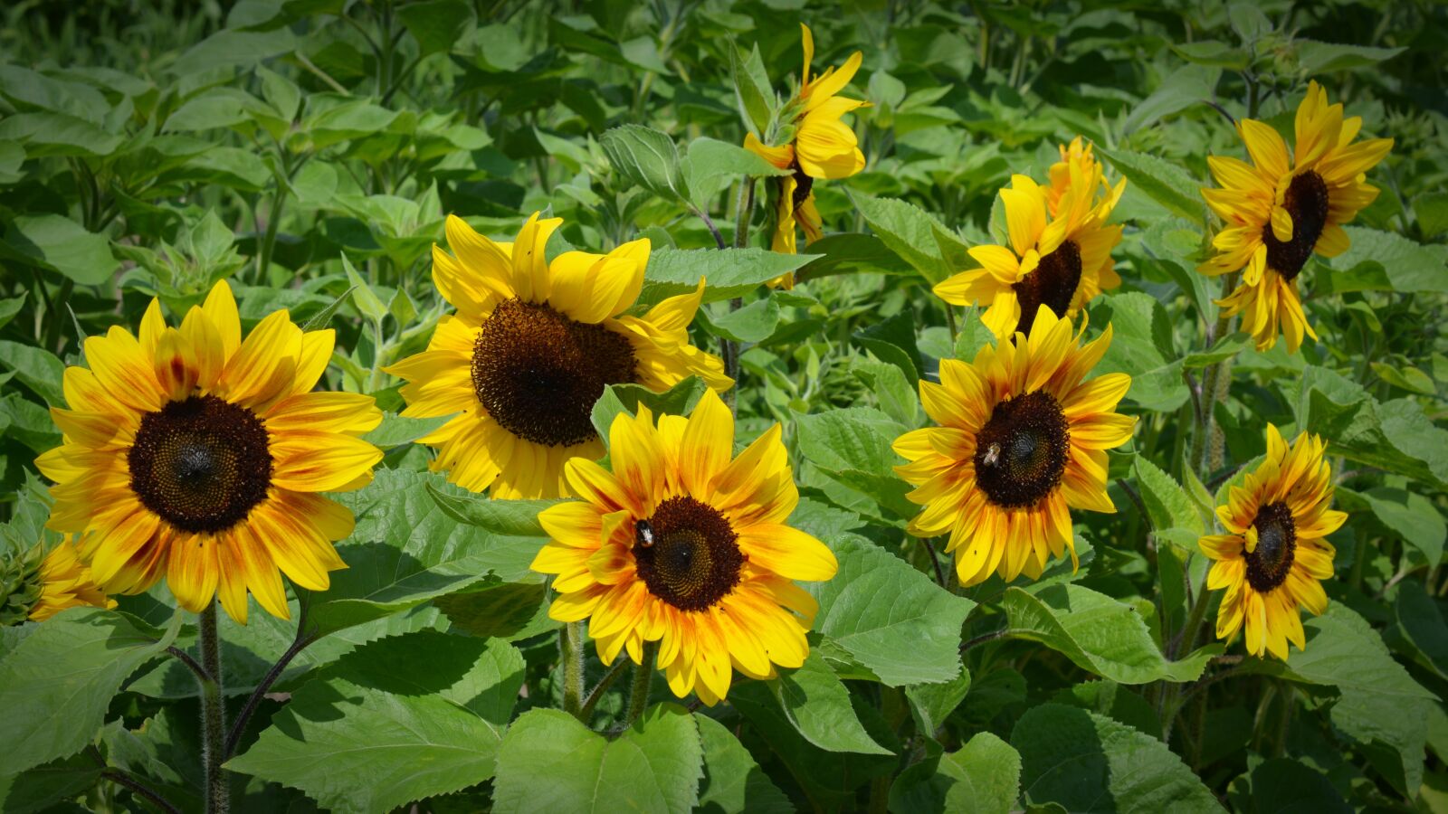 Nikon D5200 sample photo. Sunflower, blossom, bloom photography