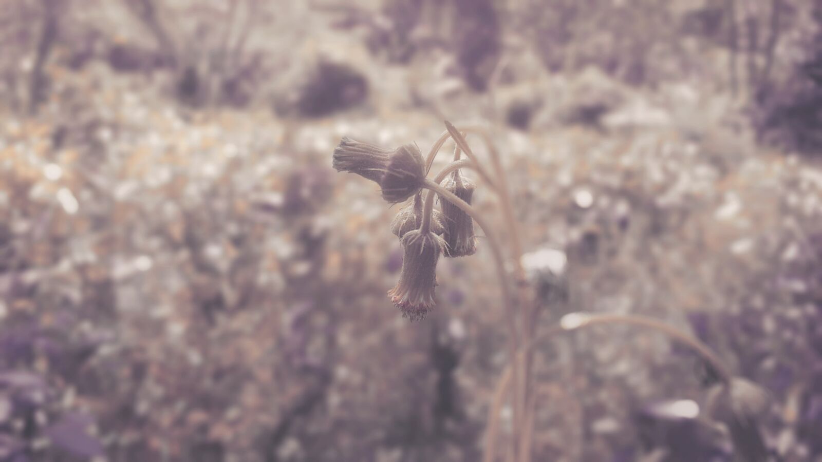Samsung Galaxy Note4 sample photo. Wildflower, wild, nature photography