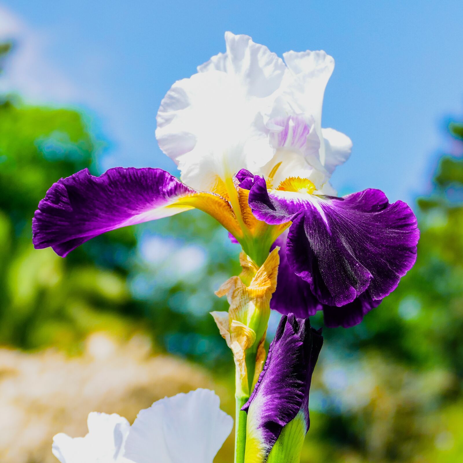 Panasonic Lumix DMC-FZ1000 sample photo. Flower, iris, plants photography