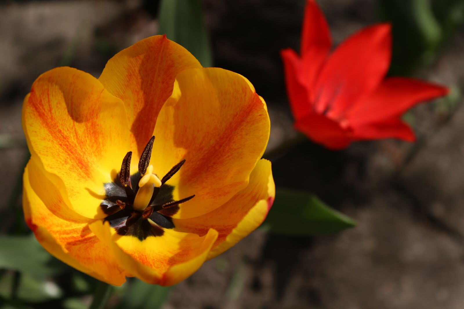 Canon EOS 100D (EOS Rebel SL1 / EOS Kiss X7) sample photo. Flowers, tulip, tulips photography