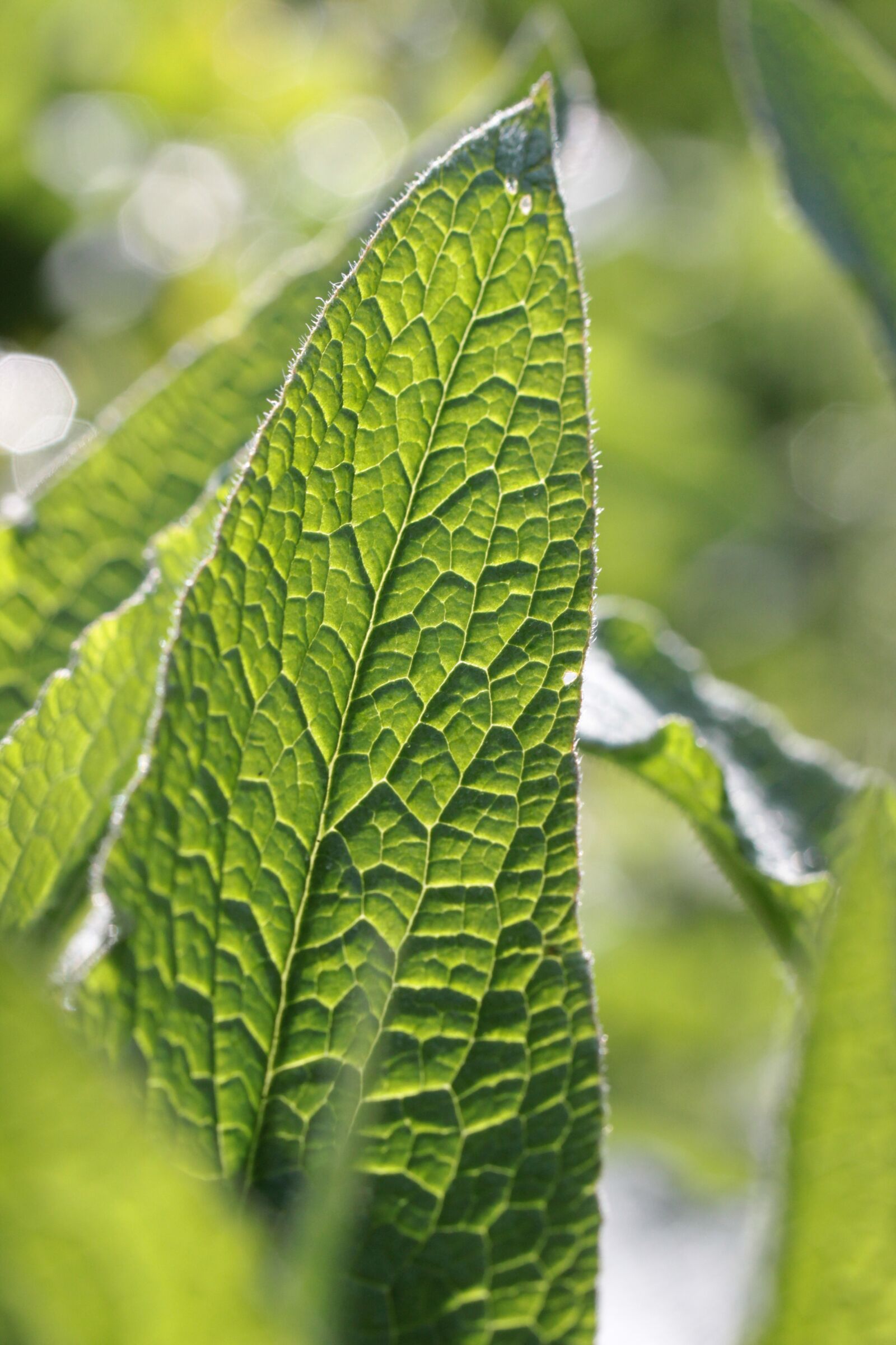 Canon EOS 600D (Rebel EOS T3i / EOS Kiss X5) sample photo. Leaf, nature, green photography