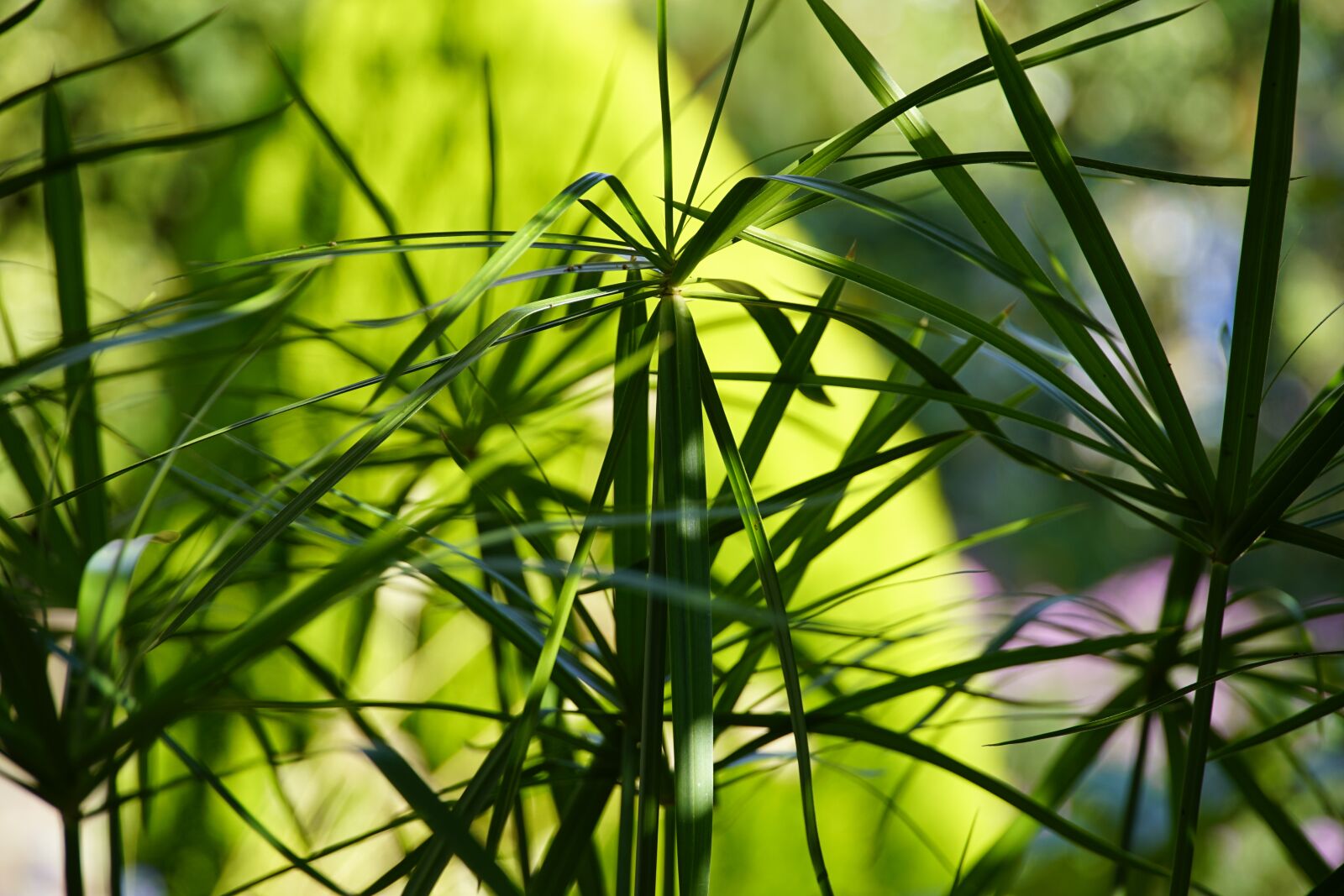 Sony a7R II sample photo. Papyrus, foliage, leaves photography