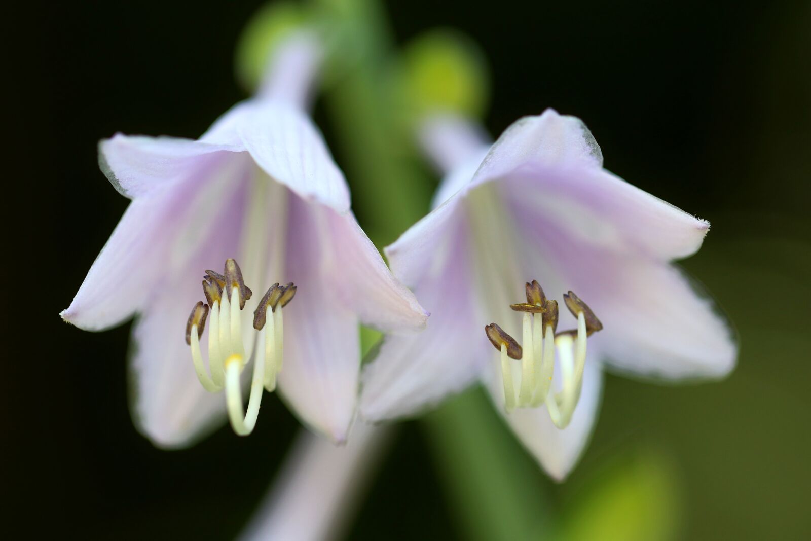 Canon EOS 7D Mark II sample photo. Plants, nature, forest photography