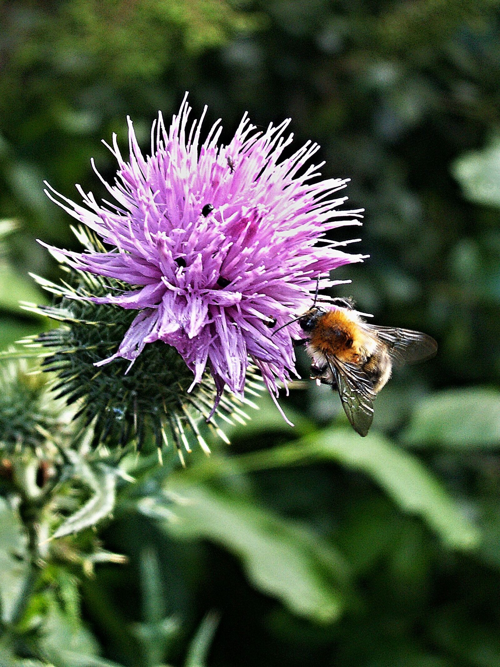 KONICA MINOLTA DiMAGE Z3 sample photo. Thistle bumblebee, flower, macro photography