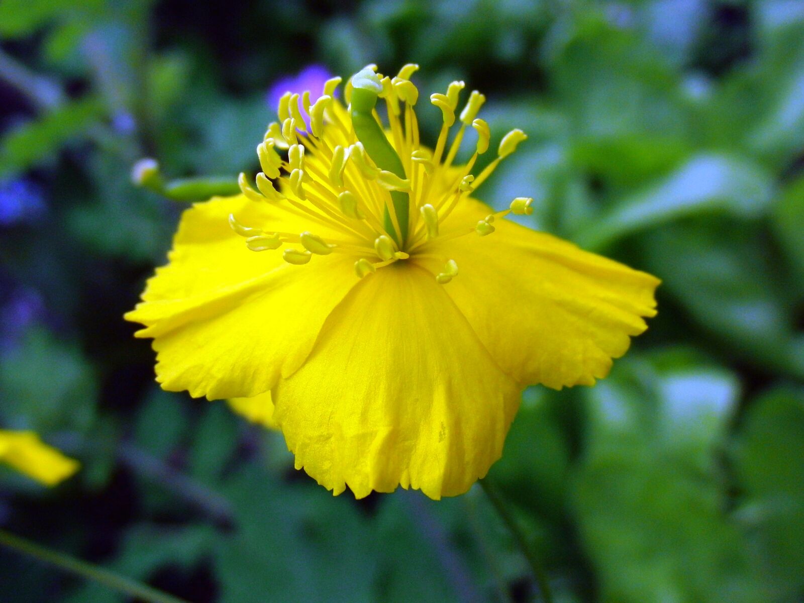 CASIO EX-FC100 sample photo. Celandine, species plantarum, flower photography