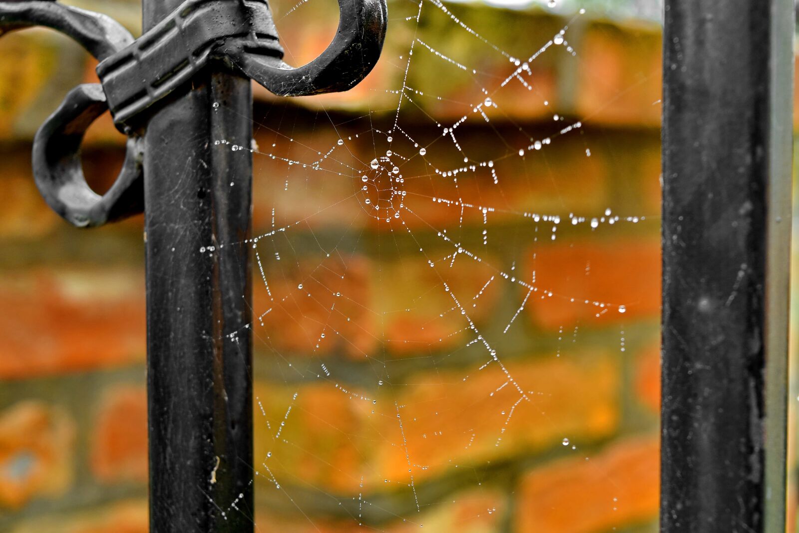 Nikon D5500 sample photo. Cast iron, cobweb, dew photography