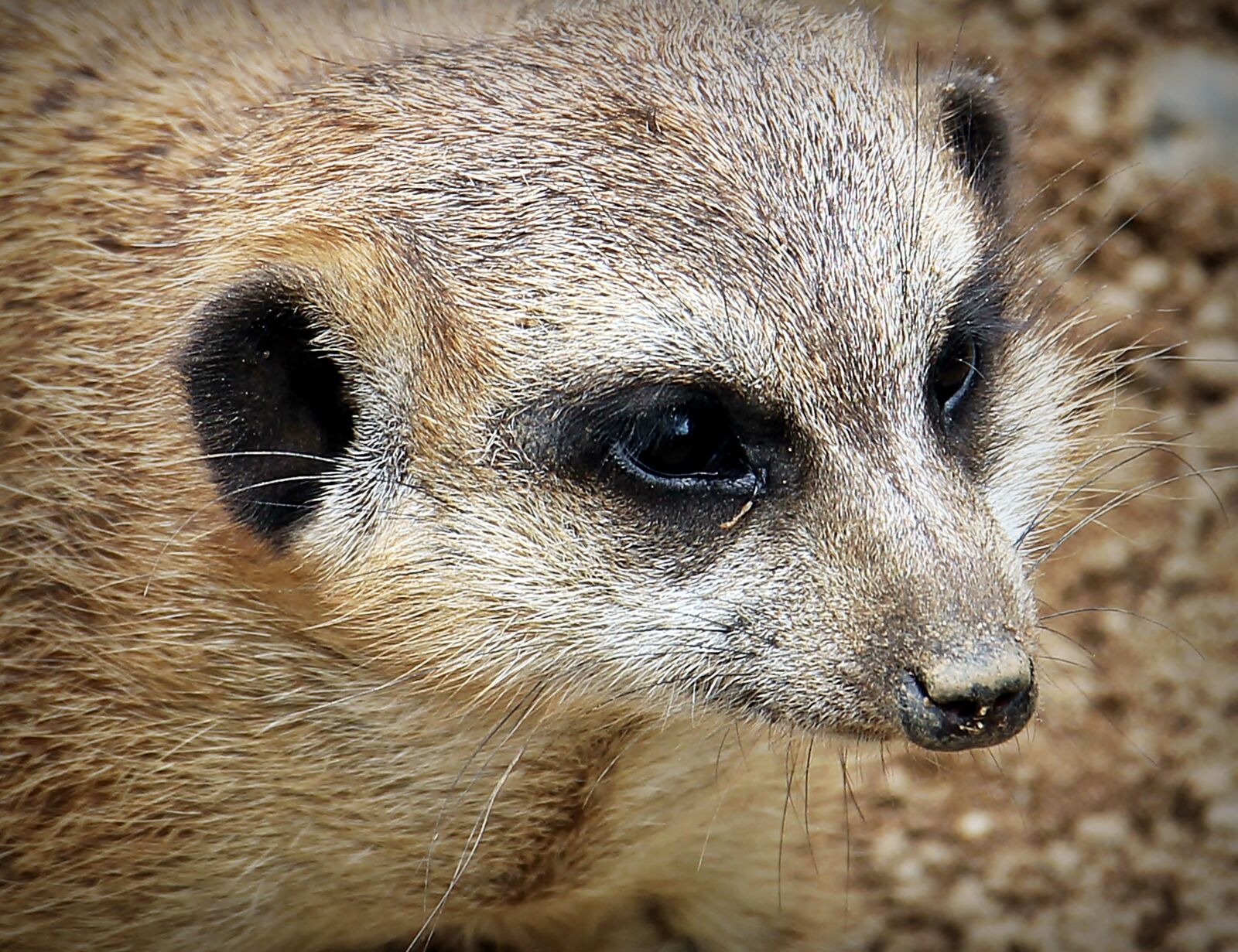 Canon EOS 550D (EOS Rebel T2i / EOS Kiss X4) sample photo. Meerkat, animal, nature photography