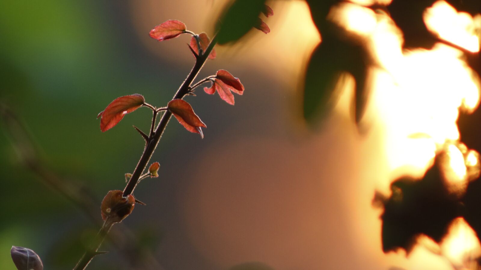 Canon EOS 750D (EOS Rebel T6i / EOS Kiss X8i) sample photo. Nature, light, landscape photography