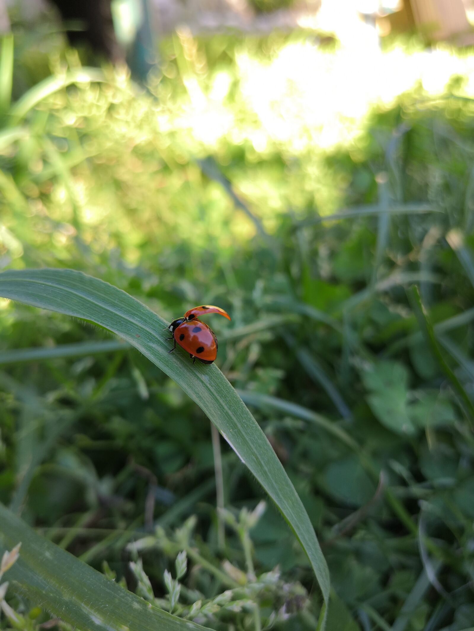 HUAWEI Honor 10 sample photo. Ladybug, nature, red photography