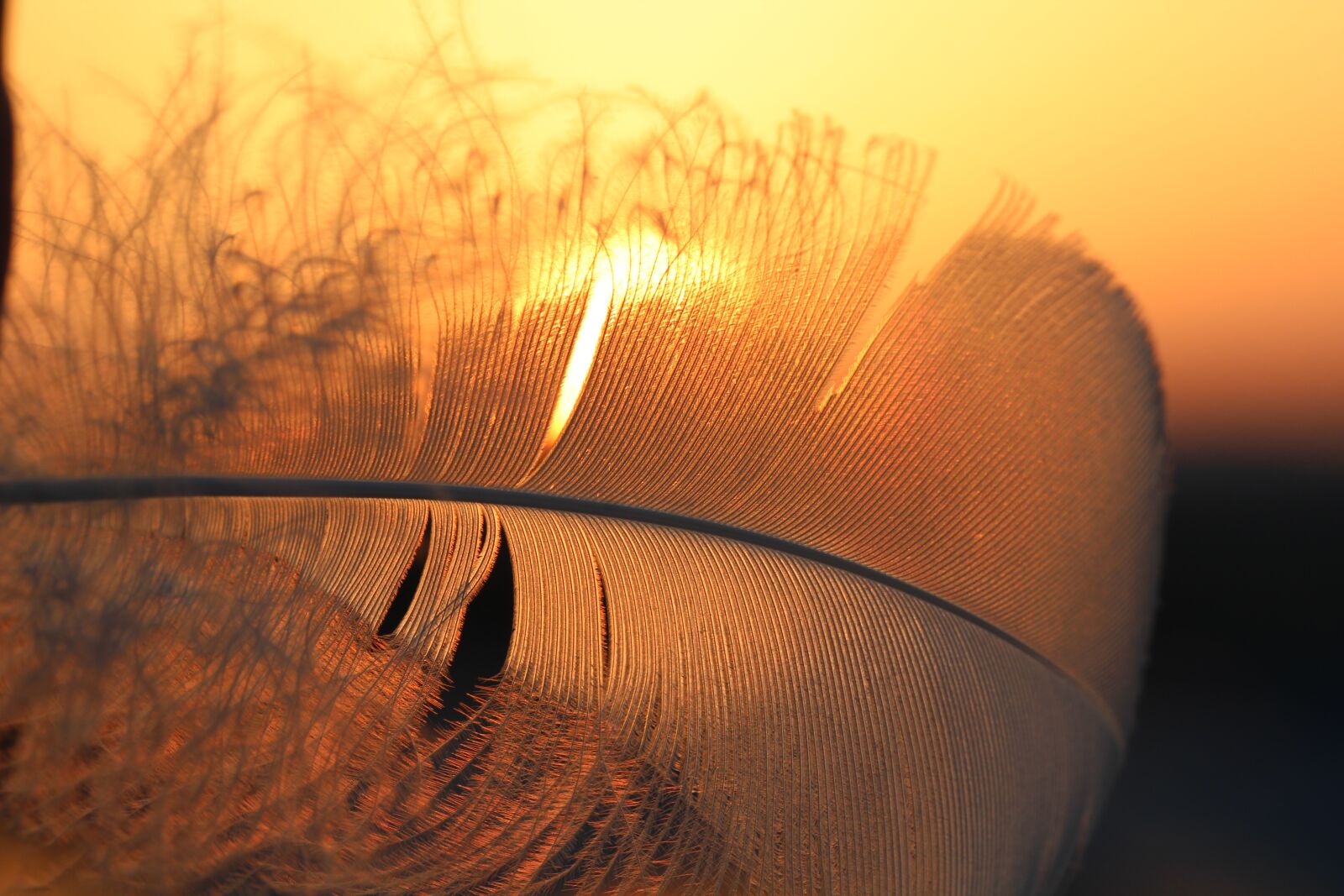 Canon EOS 1200D (EOS Rebel T5 / EOS Kiss X70 / EOS Hi) sample photo. Feather, sun, backlighting photography