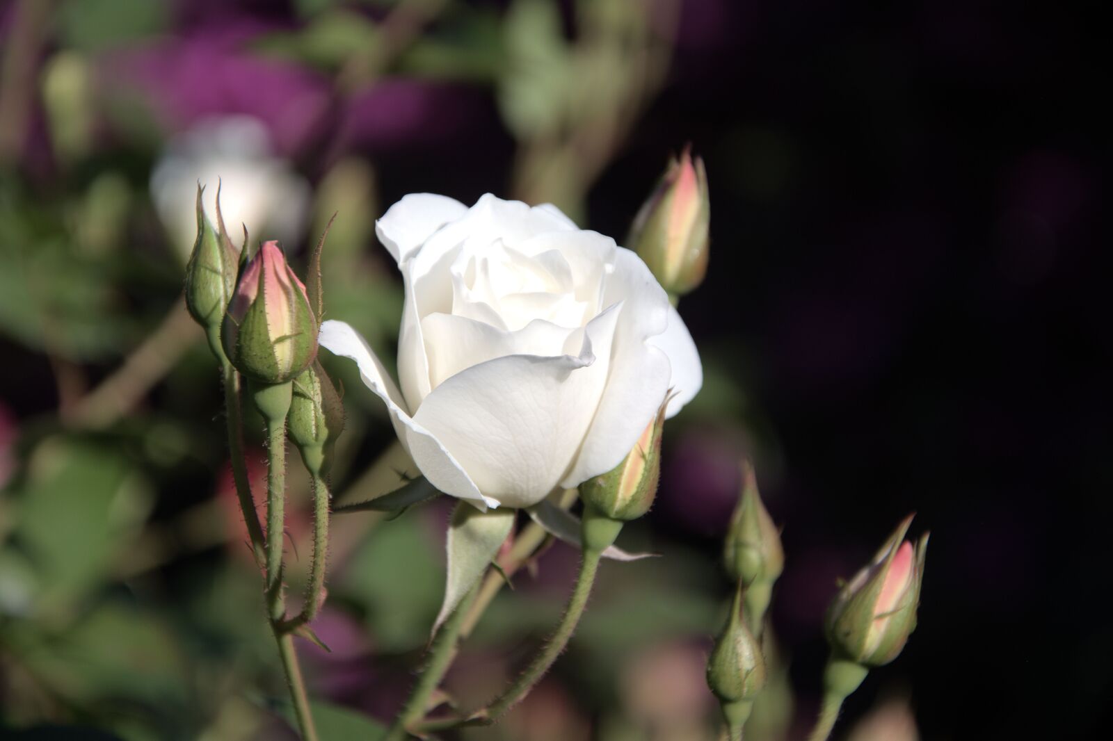 Nikon D5200 sample photo. Iceberg, white rose, buds photography