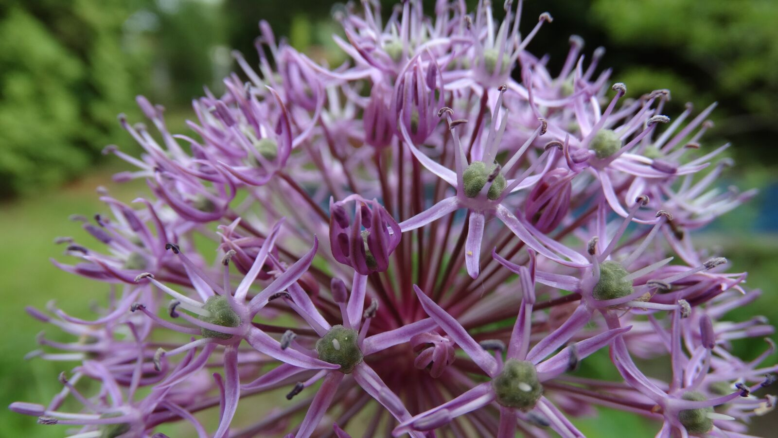 Sony Cyber-shot DSC-HX300 sample photo. Nature, plant, flower photography