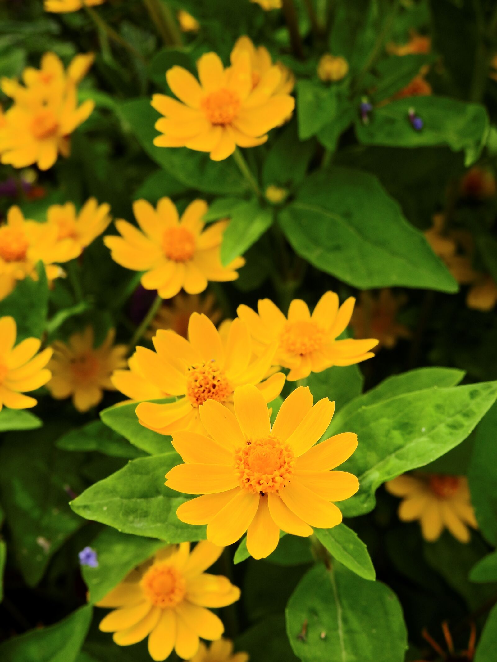 Nikon Coolpix P900 sample photo. Flowers, blossom, bloom photography