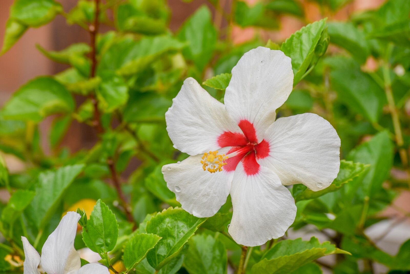 Nikon D3400 sample photo. Hibiscus, white, bunga raya photography