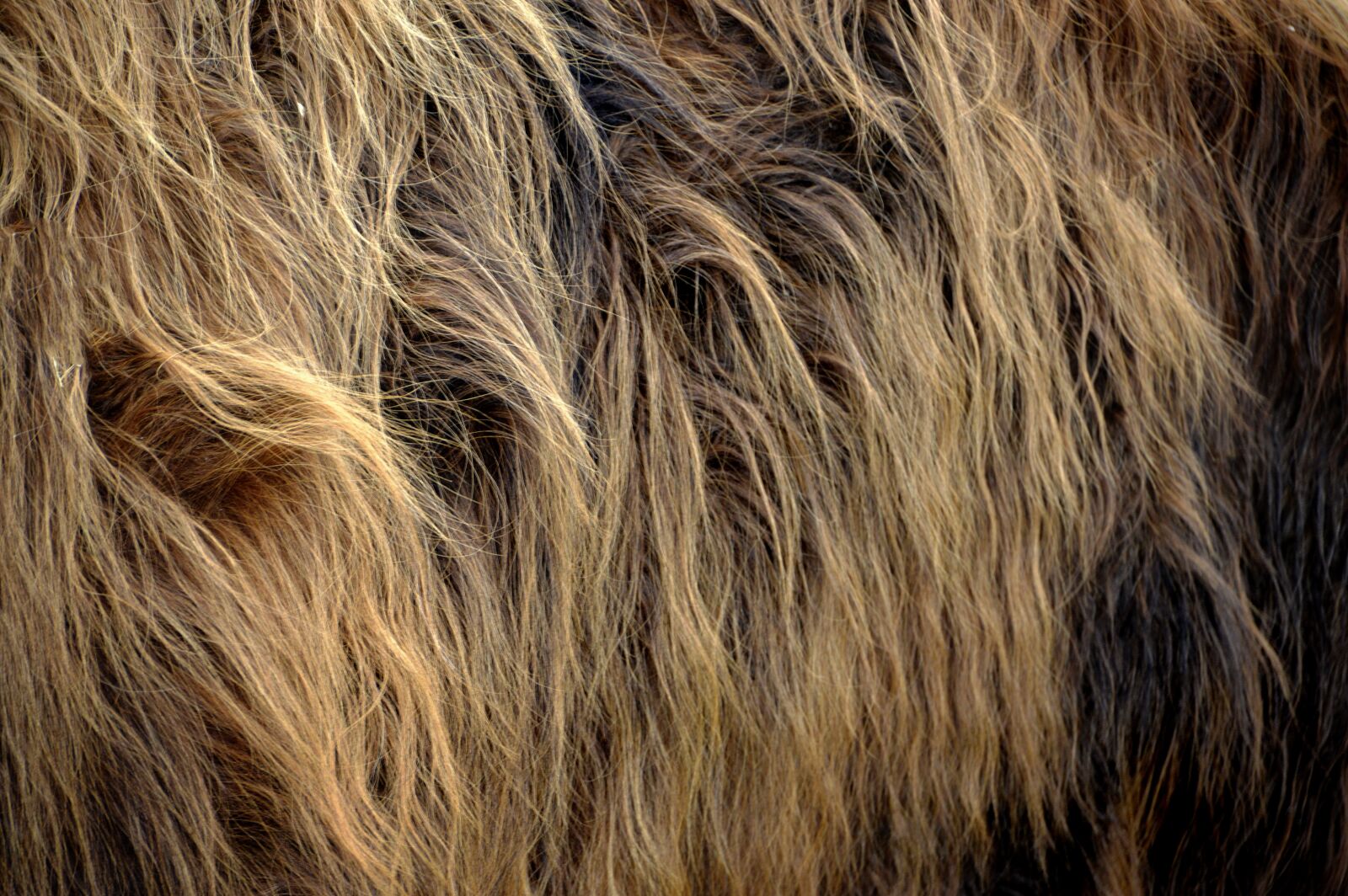 Nikon D3200 sample photo. Nature, fur, cows highland photography