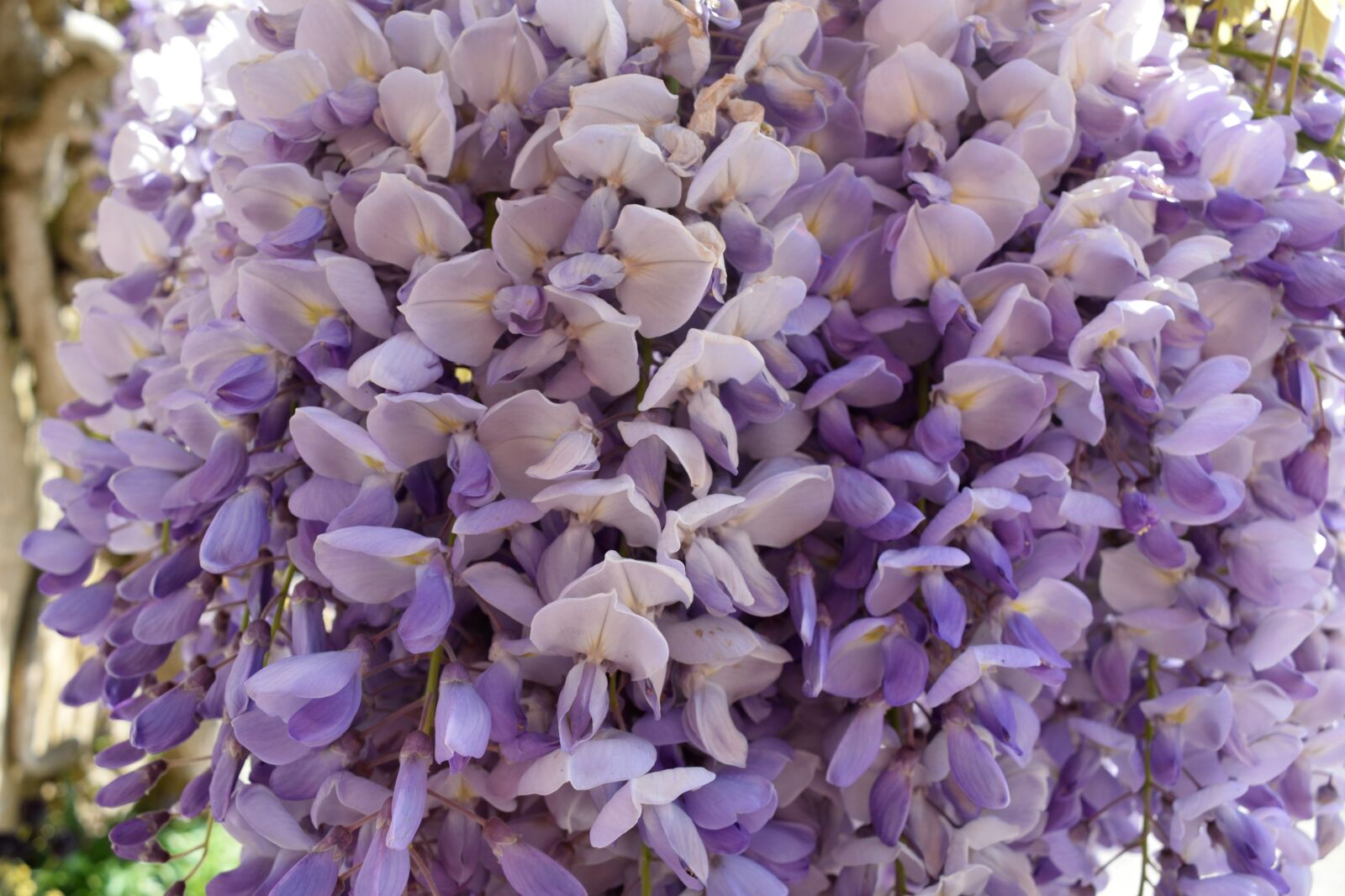 Nikon D3300 sample photo. Purple, flower, petal photography