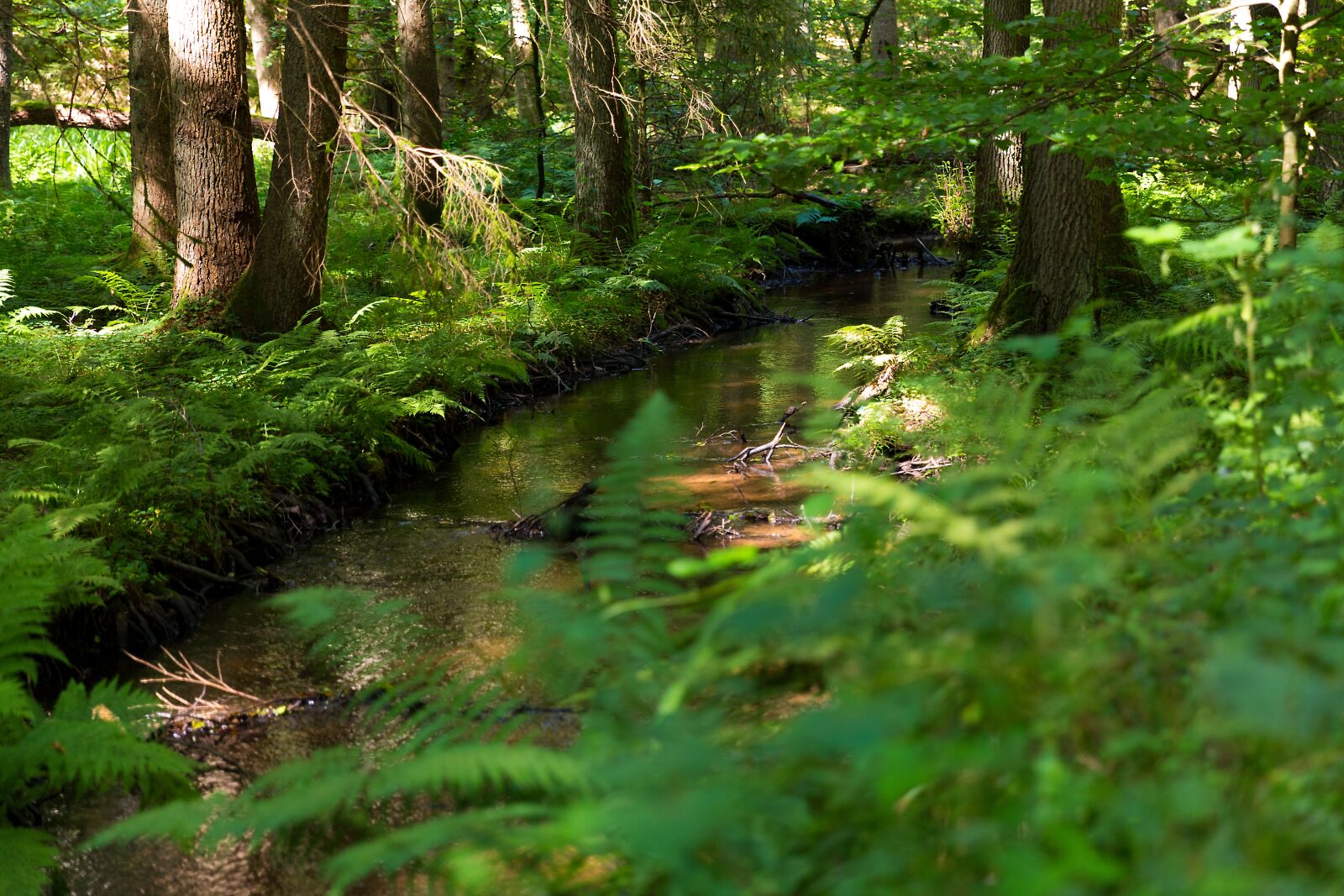 Canon EF 24-70mm F2.8L II USM sample photo. Forest, bach, river photography