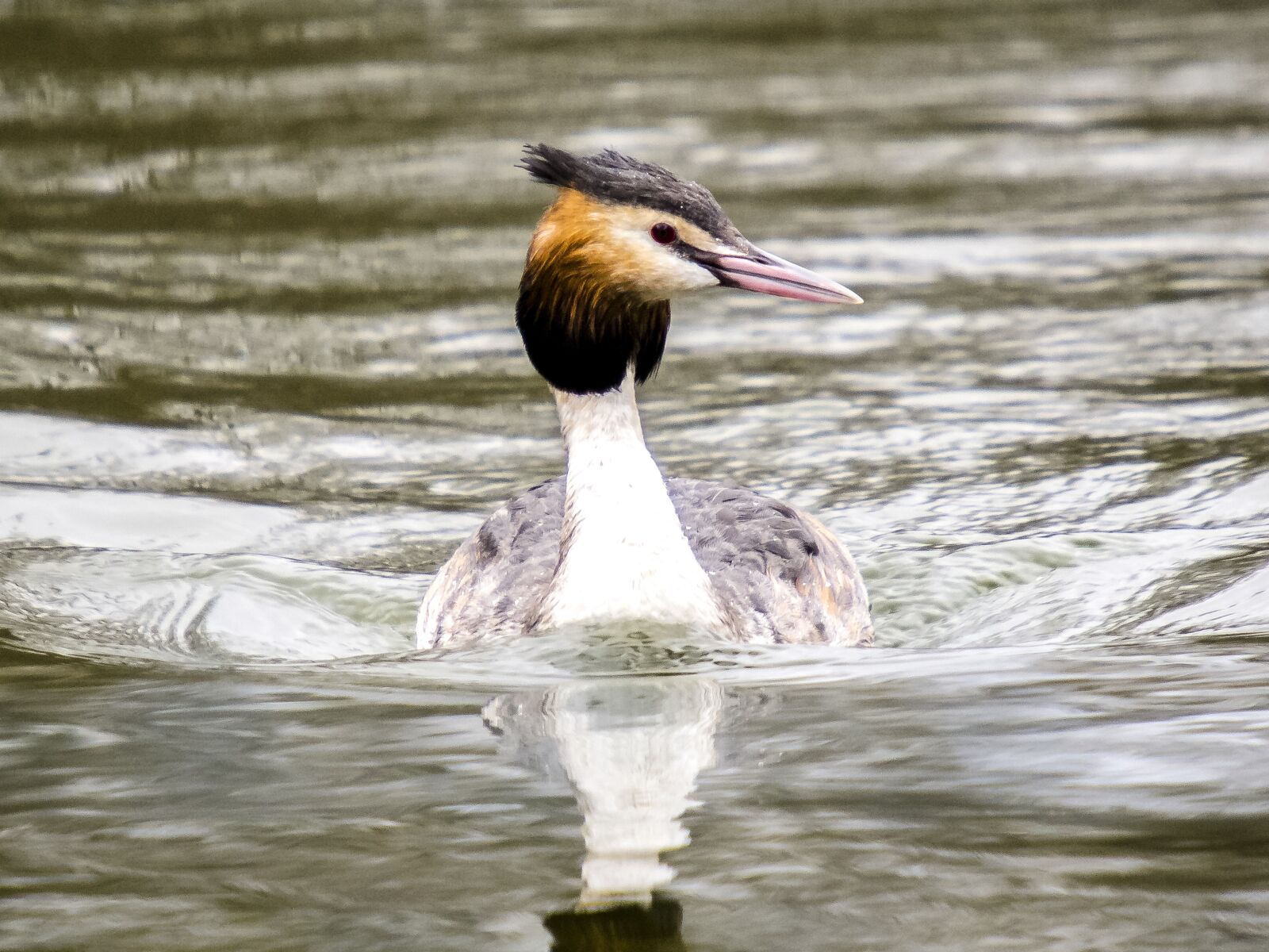 SIGMA 50-500mm F4-6.3 DG HSM sample photo. Great crested grebe, water photography