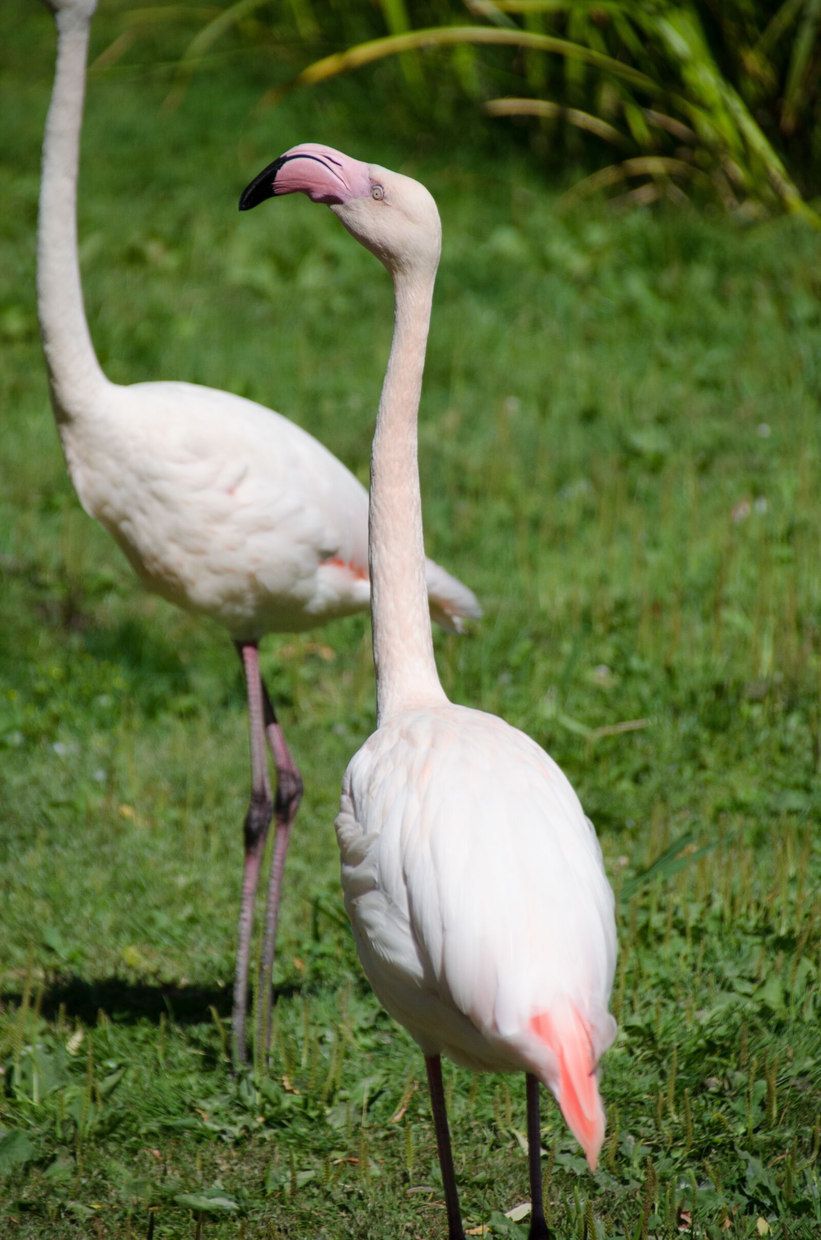Nikon D5100 sample photo. Flamingo, pink, zoo photography