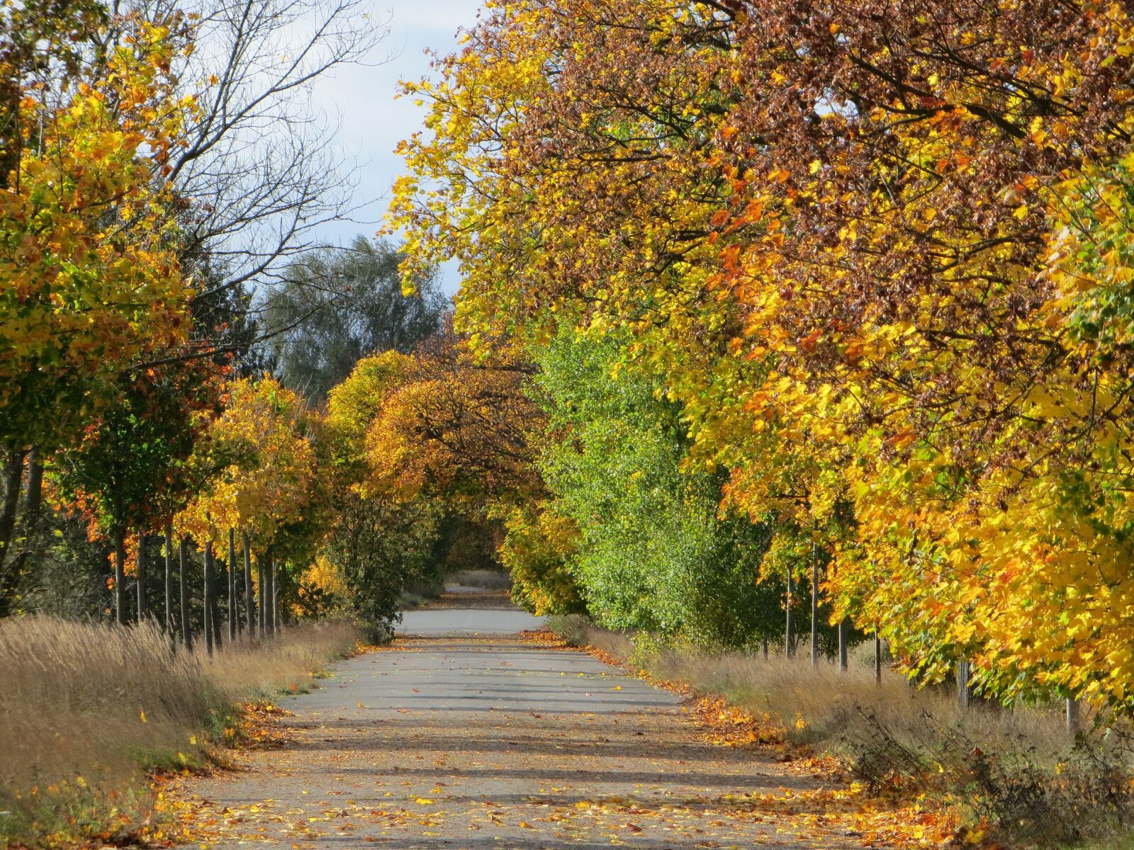 Canon PowerShot SX240 HS sample photo. Nature, jva, autumn photography