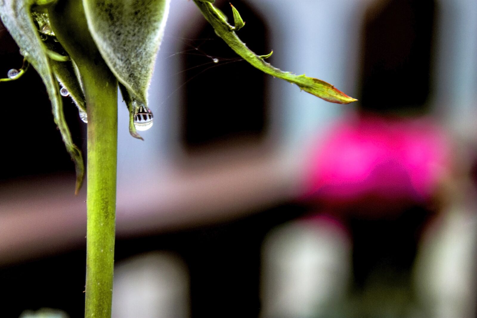 Canon EOS 1100D (EOS Rebel T3 / EOS Kiss X50) sample photo. Rose, raindrop, leaves photography