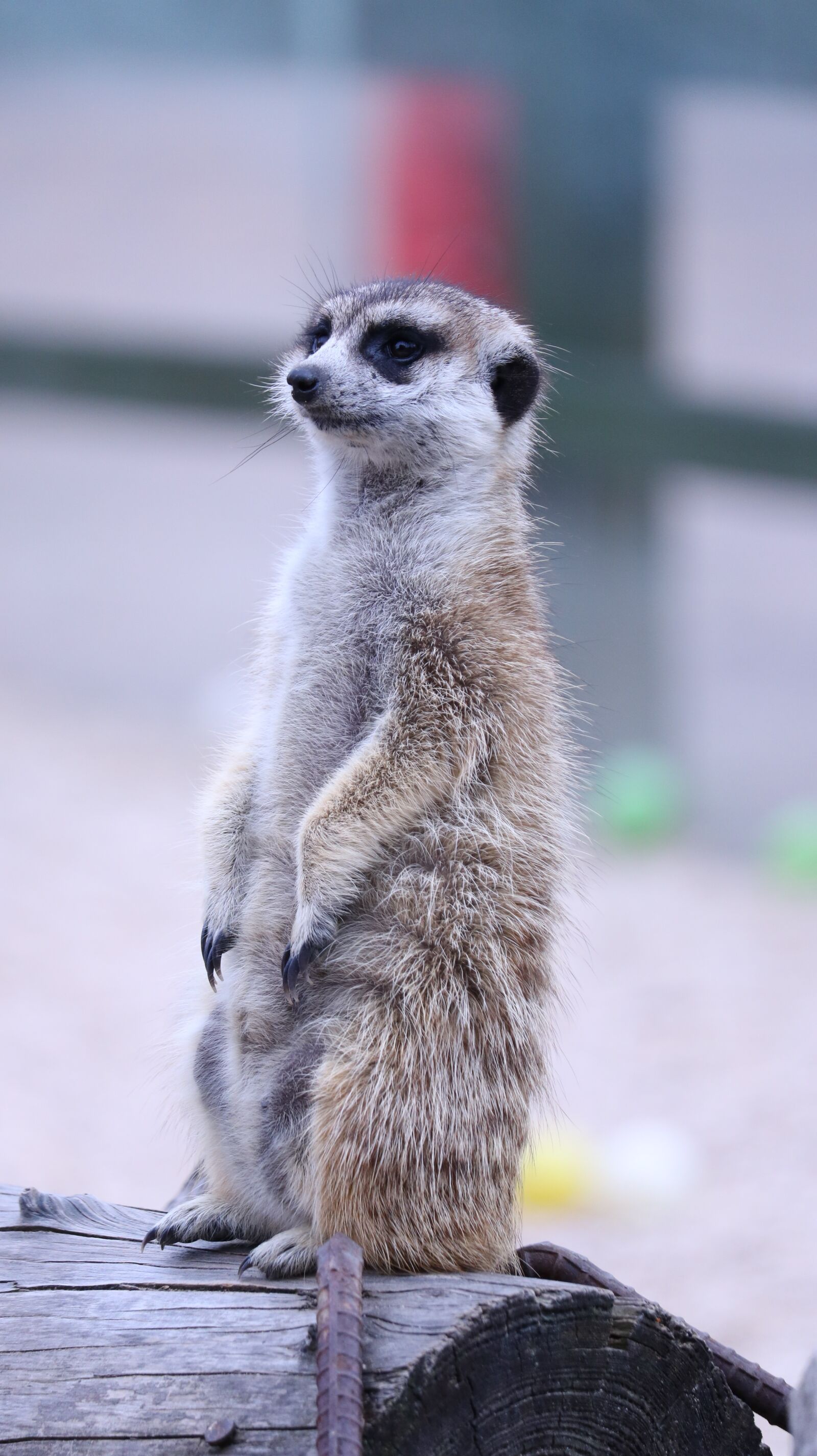 Canon EOS 750D (EOS Rebel T6i / EOS Kiss X8i) sample photo. Wildlife, cute, nature photography