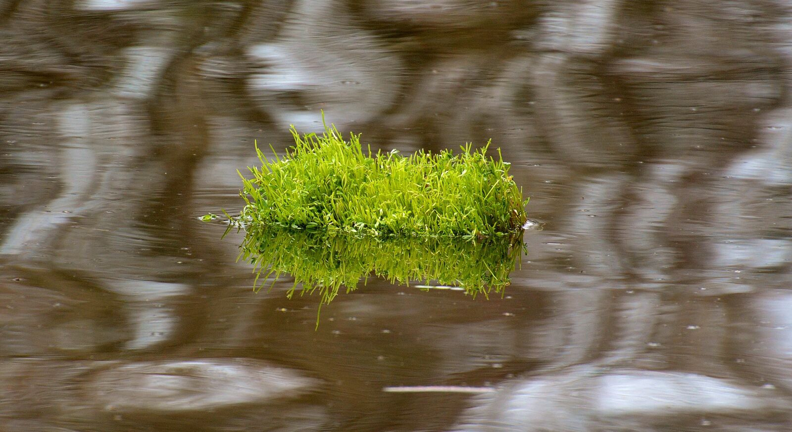 Nikon D3200 sample photo. Tufts of grass, water photography