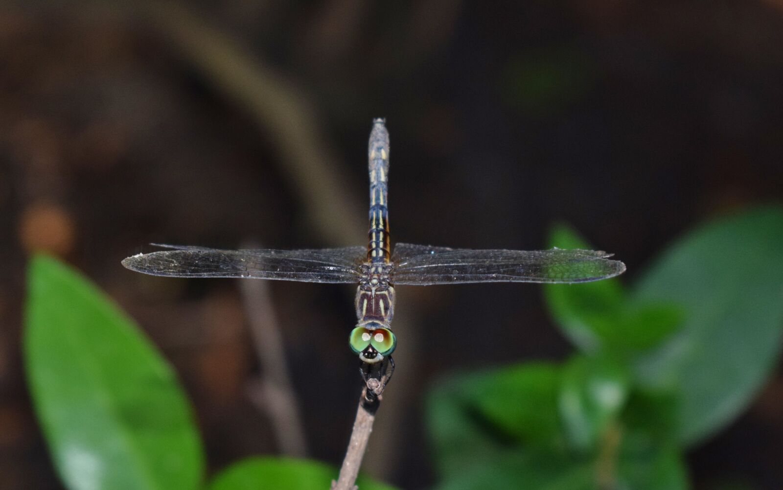 Nikon D5300 sample photo. Dragonfly, insect, winged insect photography