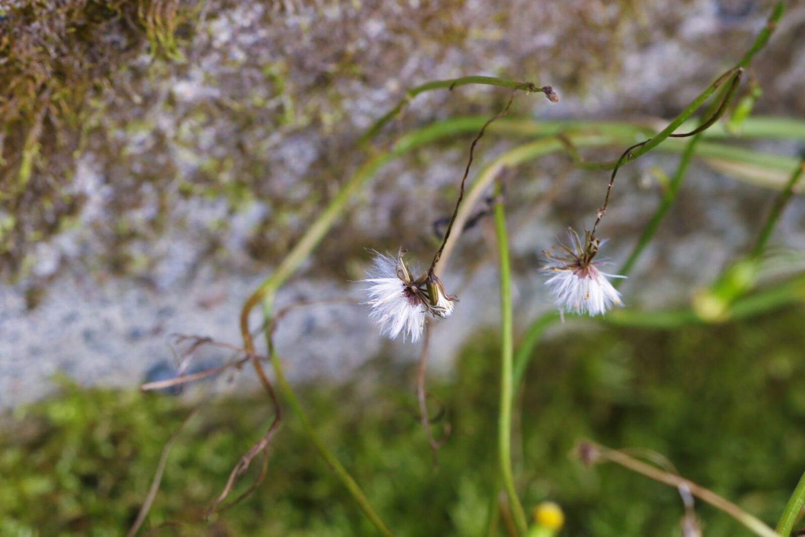 Canon EOS 7D Mark II sample photo. Wild flower, autumn, moss photography