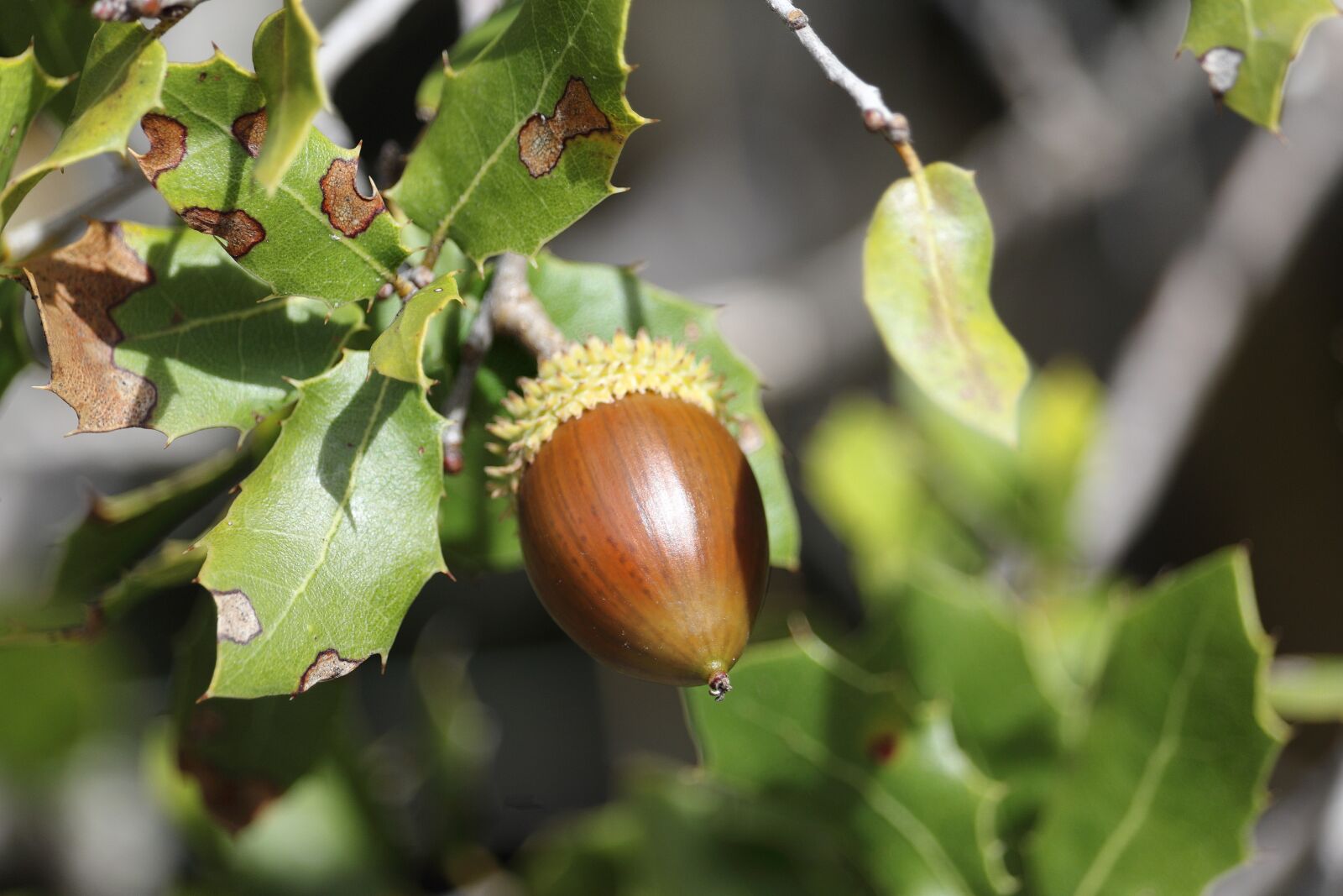 Canon EOS 1200D (EOS Rebel T5 / EOS Kiss X70 / EOS Hi) sample photo. Acorn, tree, leaves photography