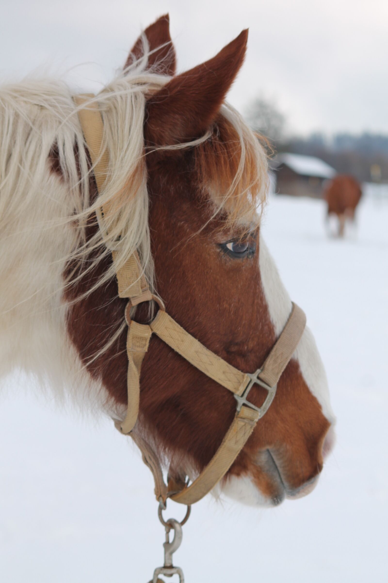 Canon EOS 1100D (EOS Rebel T3 / EOS Kiss X50) sample photo. Horse, winter, snow photography