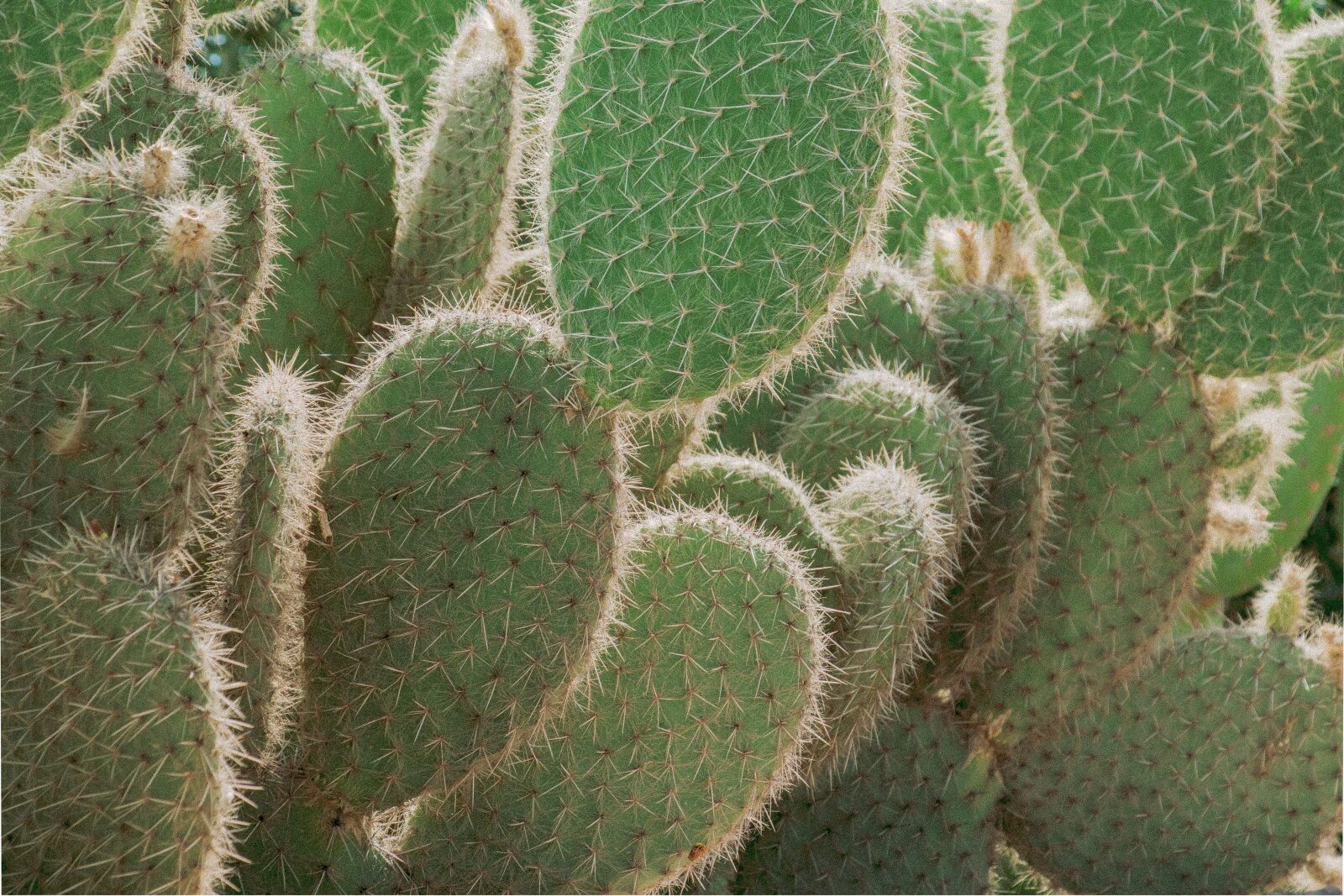 Canon EOS 80D sample photo. Nature, natural, plant photography