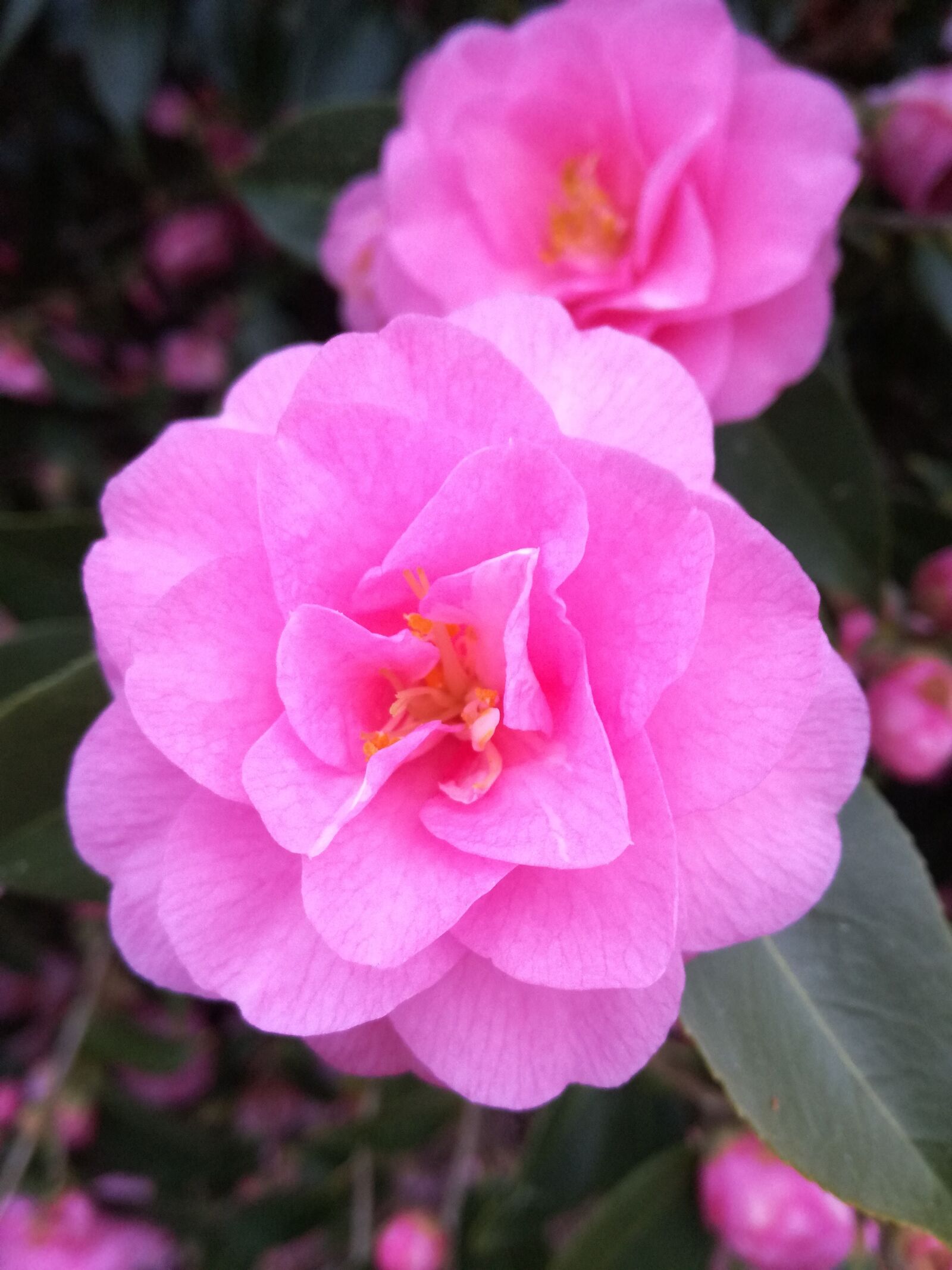 HUAWEI P9 LITE sample photo. Camelia, flowers, pink photography