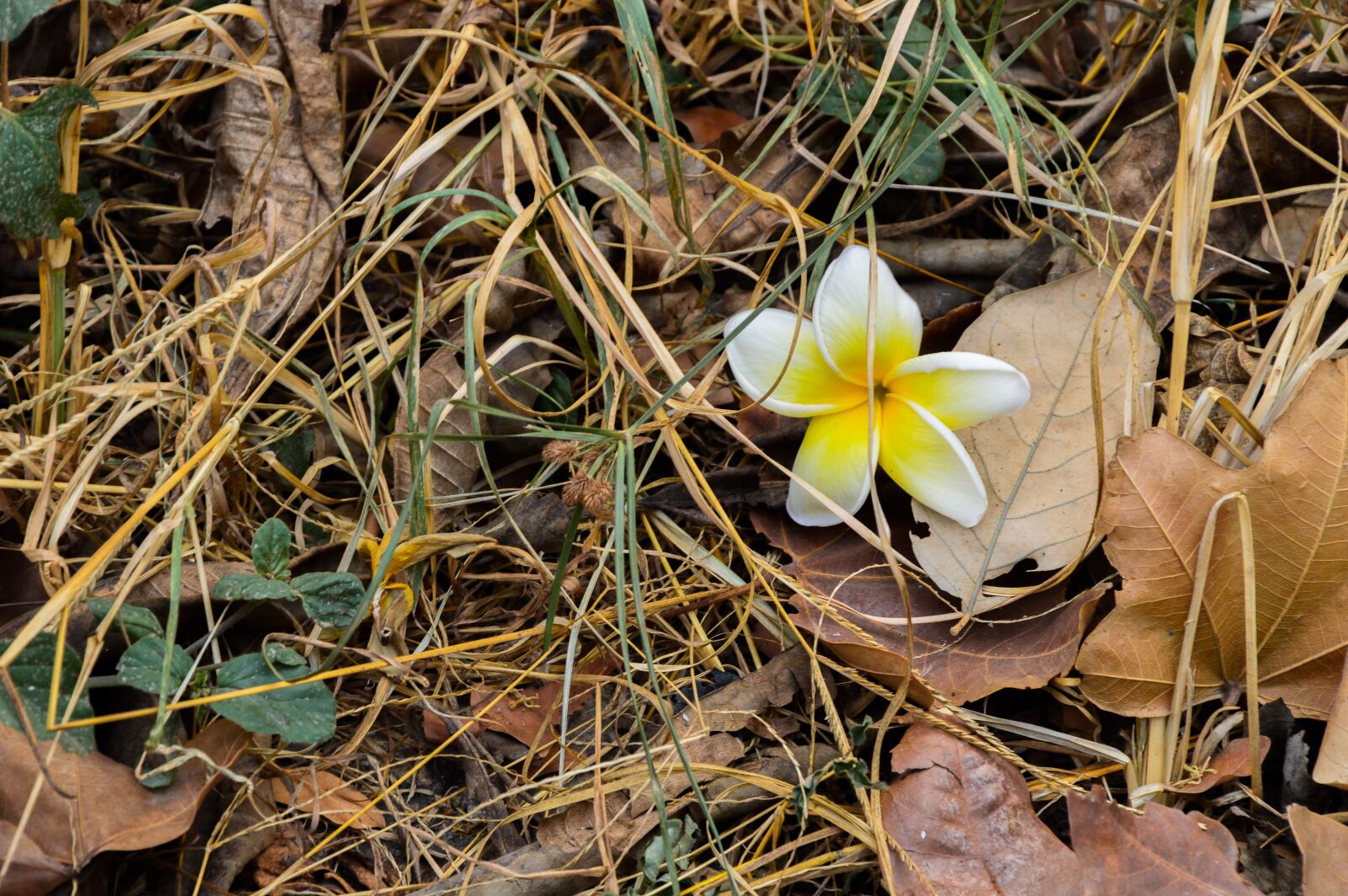 Nikon D3200 sample photo. Relax, reiki, tiare photography