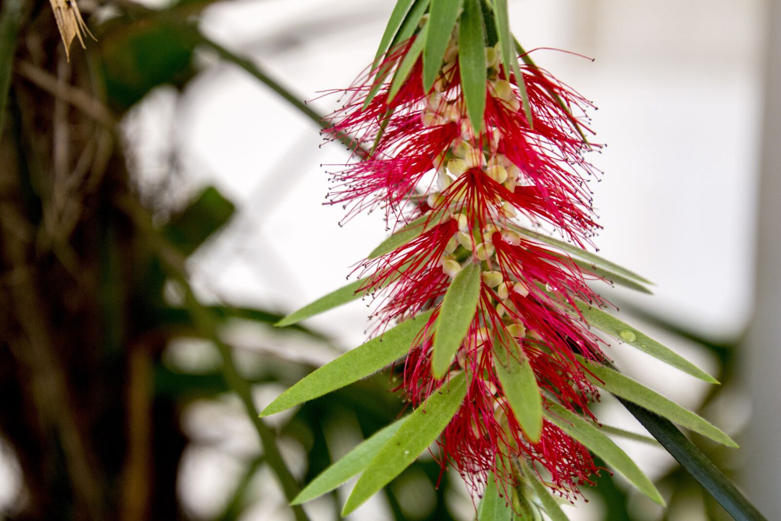Canon EOS 700D (EOS Rebel T5i / EOS Kiss X7i) sample photo. Caliandra, caliandra red, flower photography
