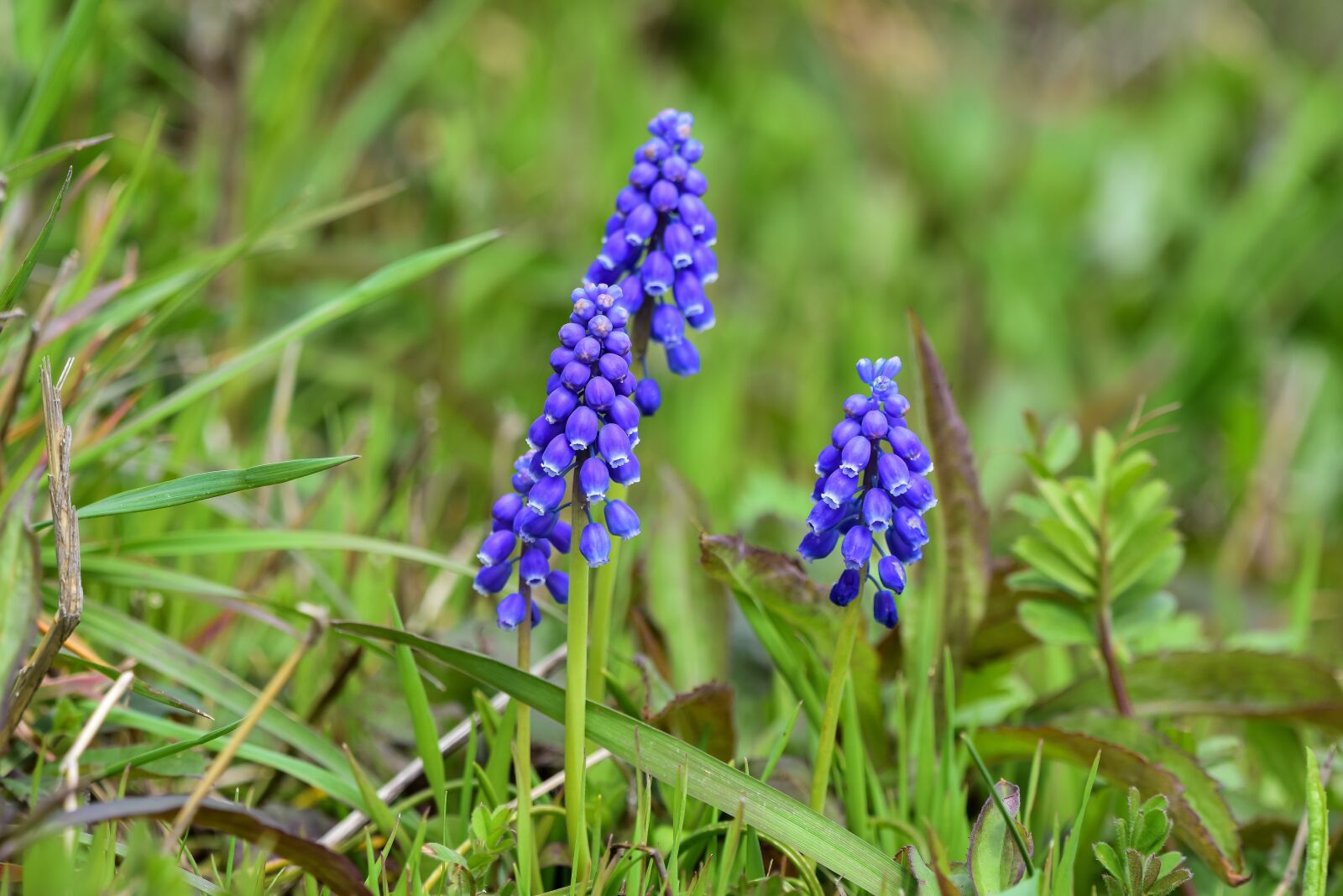 Nikon D7200 sample photo. Natural, landscape, forest photography
