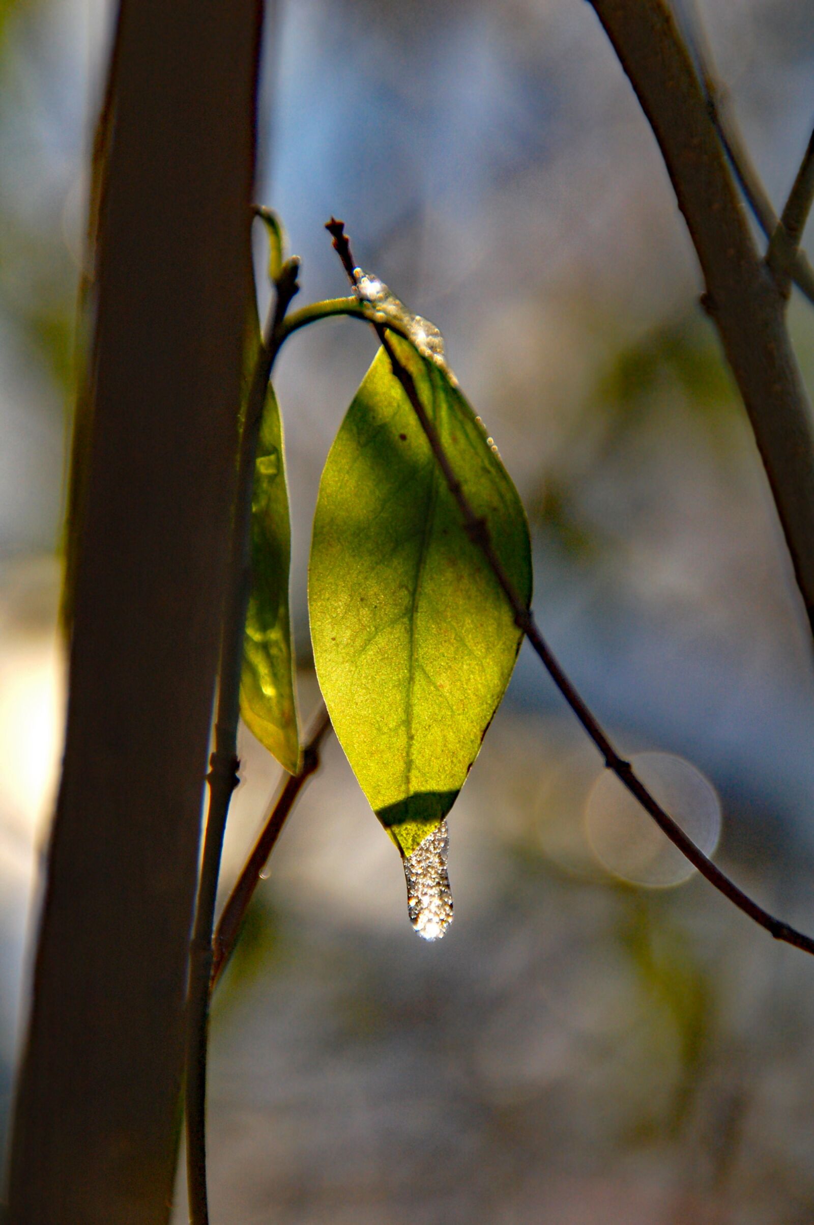Nikon D50 sample photo. Sheet, ice, nature photography