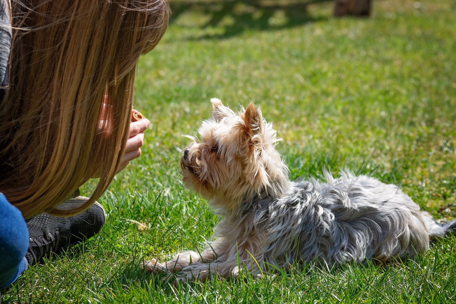 Nikon D7100 sample photo. Dog, dog training, training photography